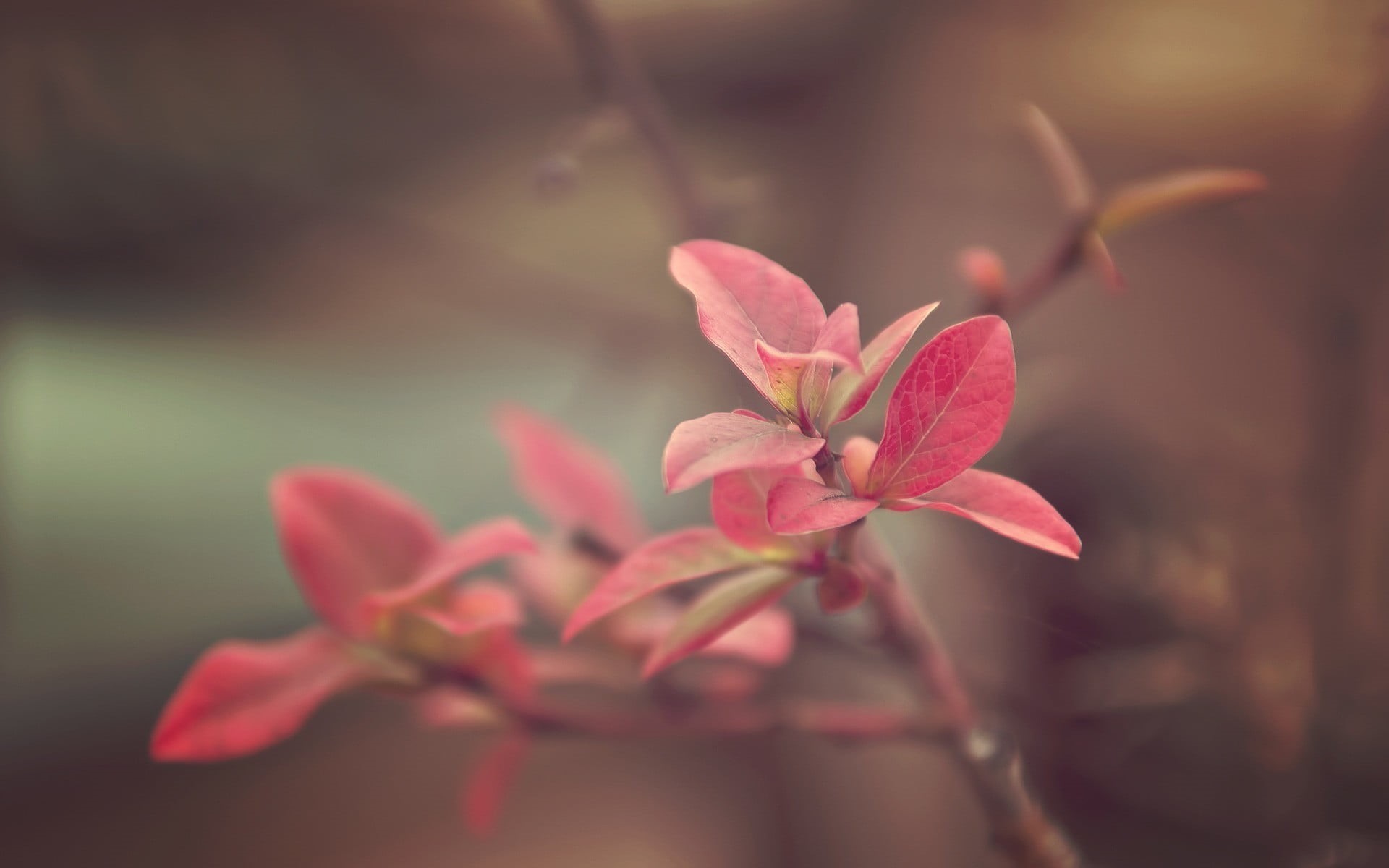 branch, close-up, plant, springtime, outdoors, multi Colored, nature, macro, color Image, leaf, vibrant Color, colors, 1080P, pink, flower Head, botany, HD Wallpaper