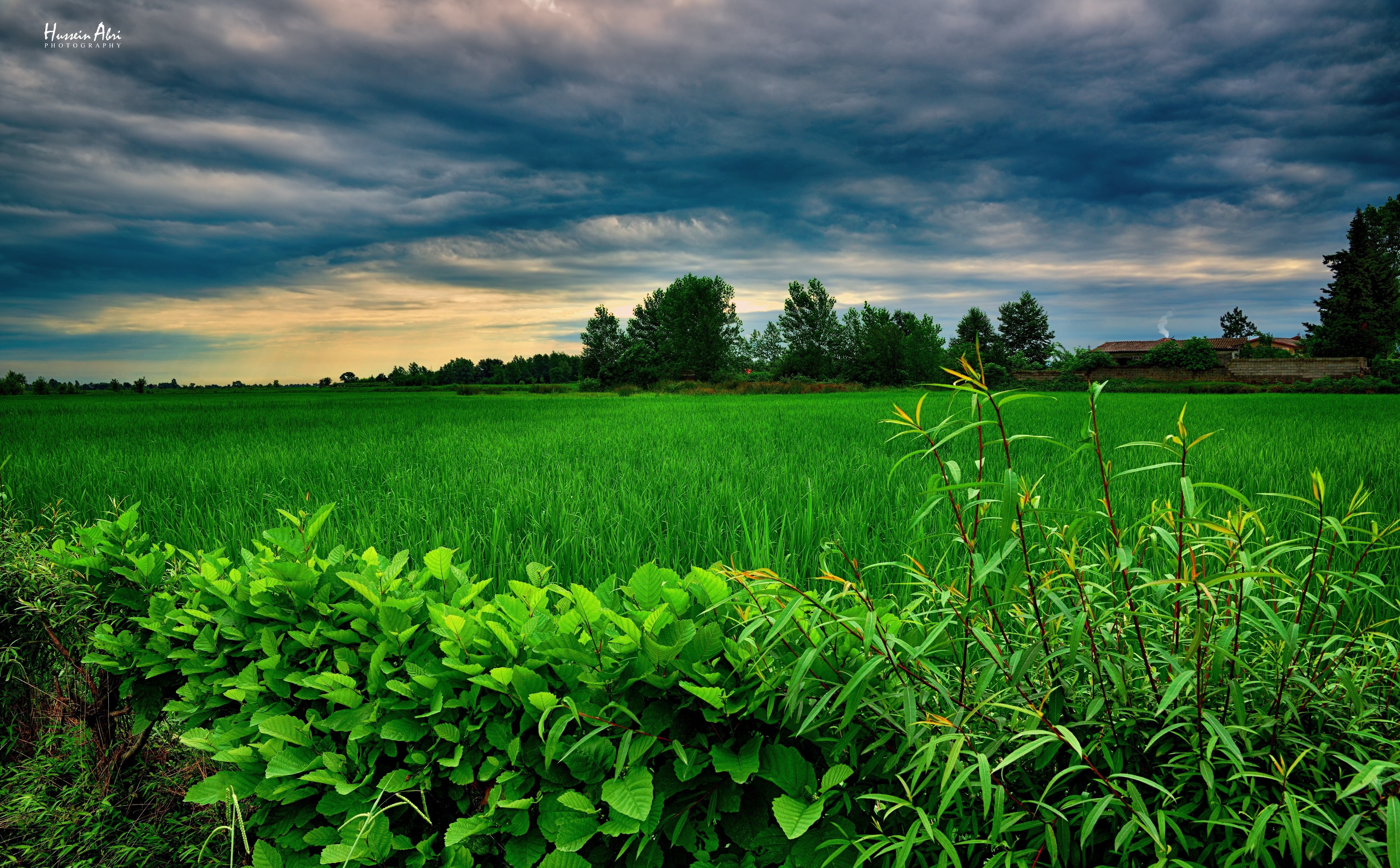 green color, 5K, Beautiful, Field, Landscape, land, tranquility, environment, cloud - sky, sky, Clouds, tree, crop, outdoors, Scenery, fuman, growth, Leaves, HD Wallpaper