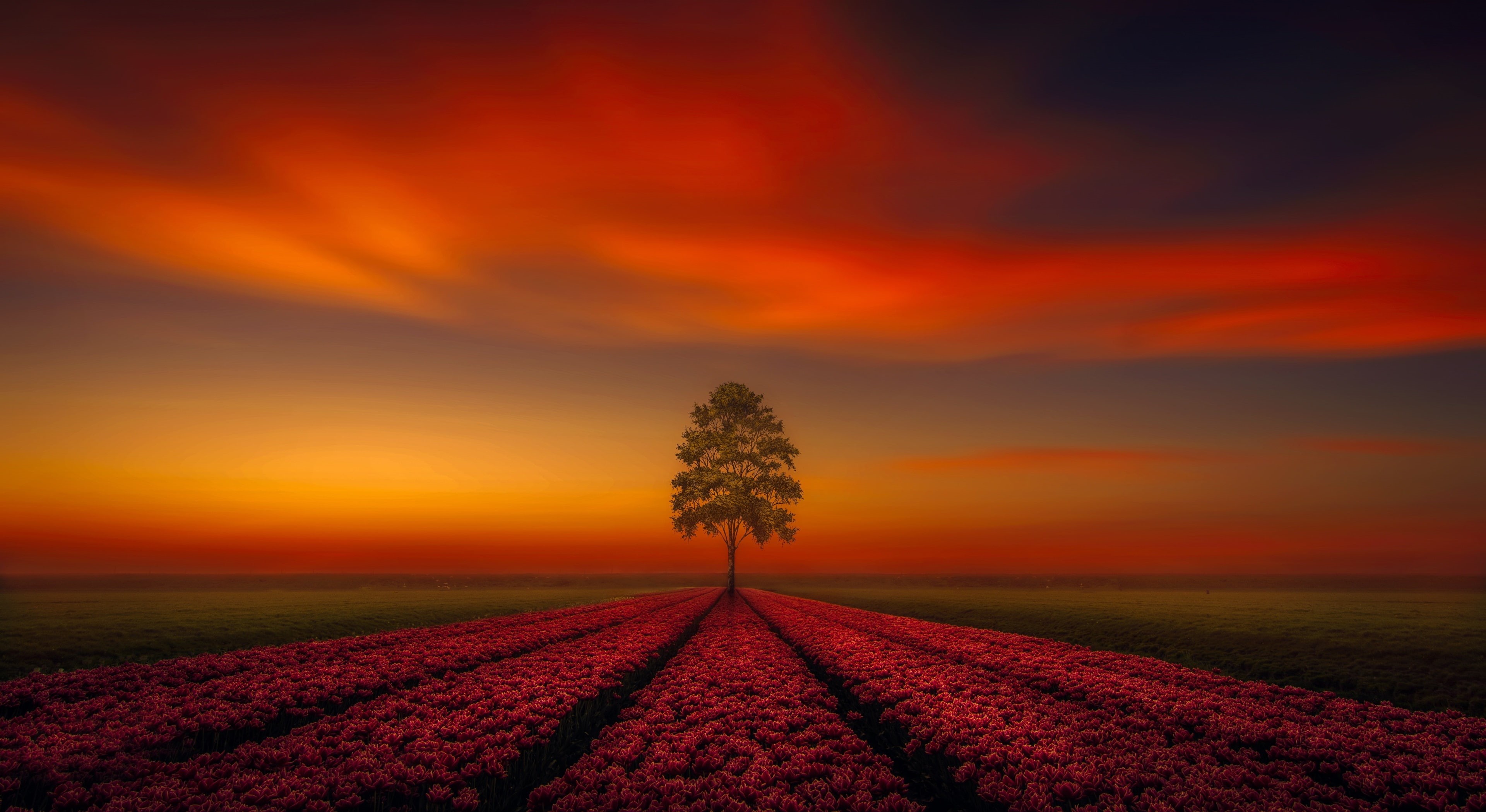 field, tranquility, dusk, no people, sunset, dramatic sky, environment, sky, landscape, beauty in nature, cloud - sky, 4K, tree, tranquil scene, plant, HD Wallpaper