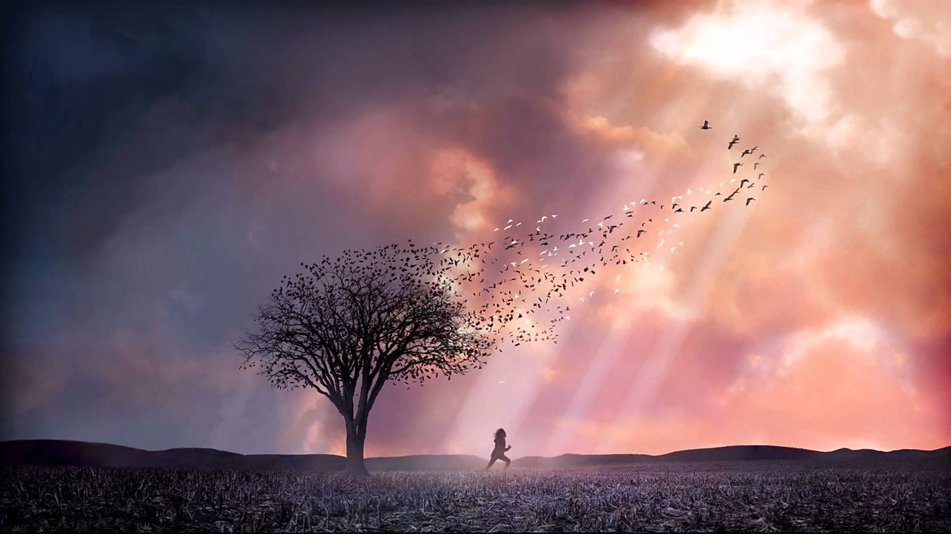 beauty in nature, dusk, cloud - sky, digital composite, dramatic sky, landscape, birds, silhouette, sunset, tree, sunlight, adult, 1080P, night, HD Wallpaper