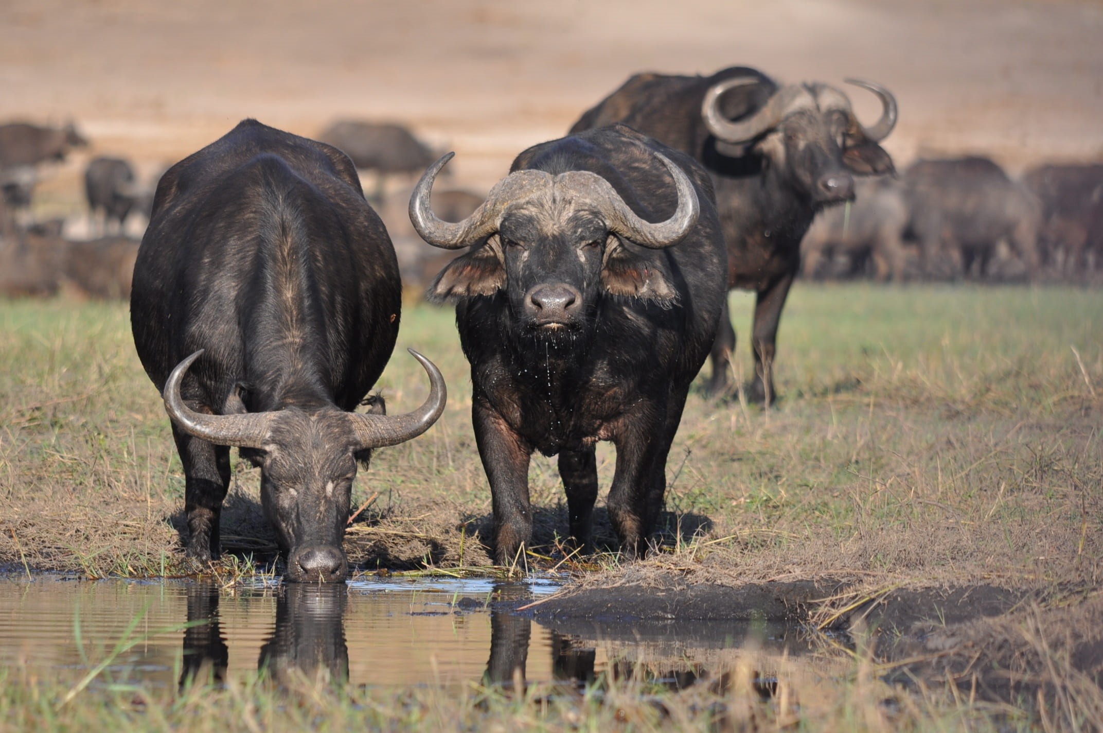 outdoors, domestic animals, africa, animal themes, travel, safari, reserve, three, grass, herd, beside, wildlife, 1080P, national, animals in the wild, HD Wallpaper
