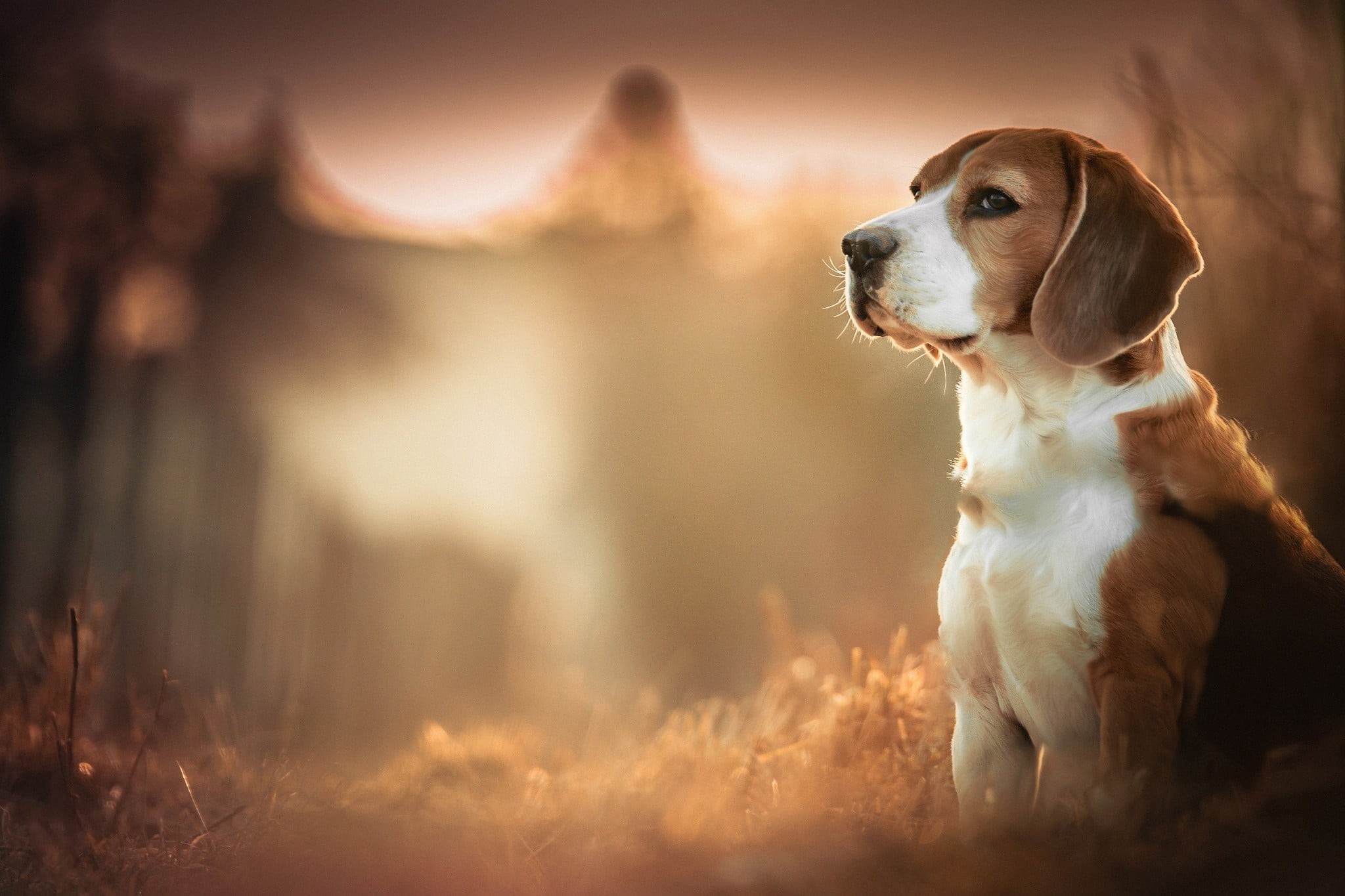 alertness, depth of field, looking away, plant, looking, coated, short, nature, dog, pets, no people, domestic animals, white, adult, beagle, blurred, tan, HD Wallpaper