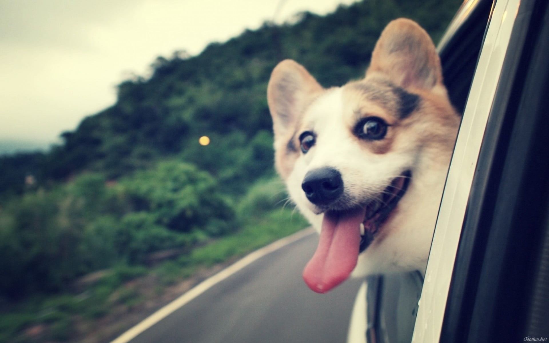 canine, 1080P, animal, short, adult, coated, animals, vertebrate, facial expression, Corgi, pets, animal mouth, dog, day, one animal, road, mammal, white, HD Wallpaper