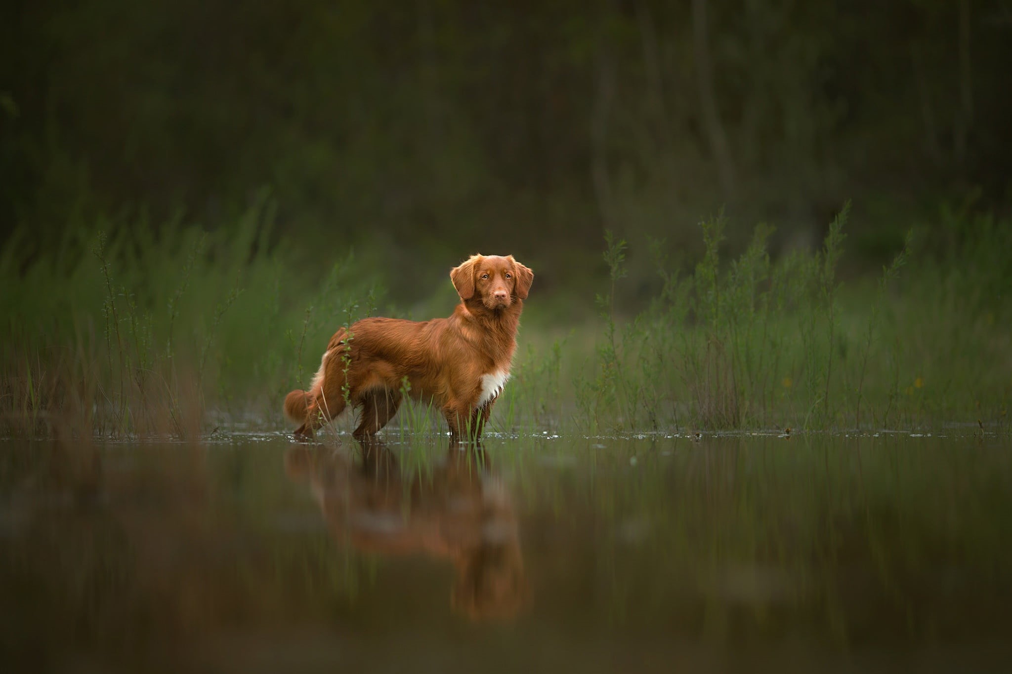 1080P, animal themes, lake, day, coated, domestic, no people, white, animal, water, one animal, brown, pets, plant, golden retriever, canine, reflection, HD Wallpaper