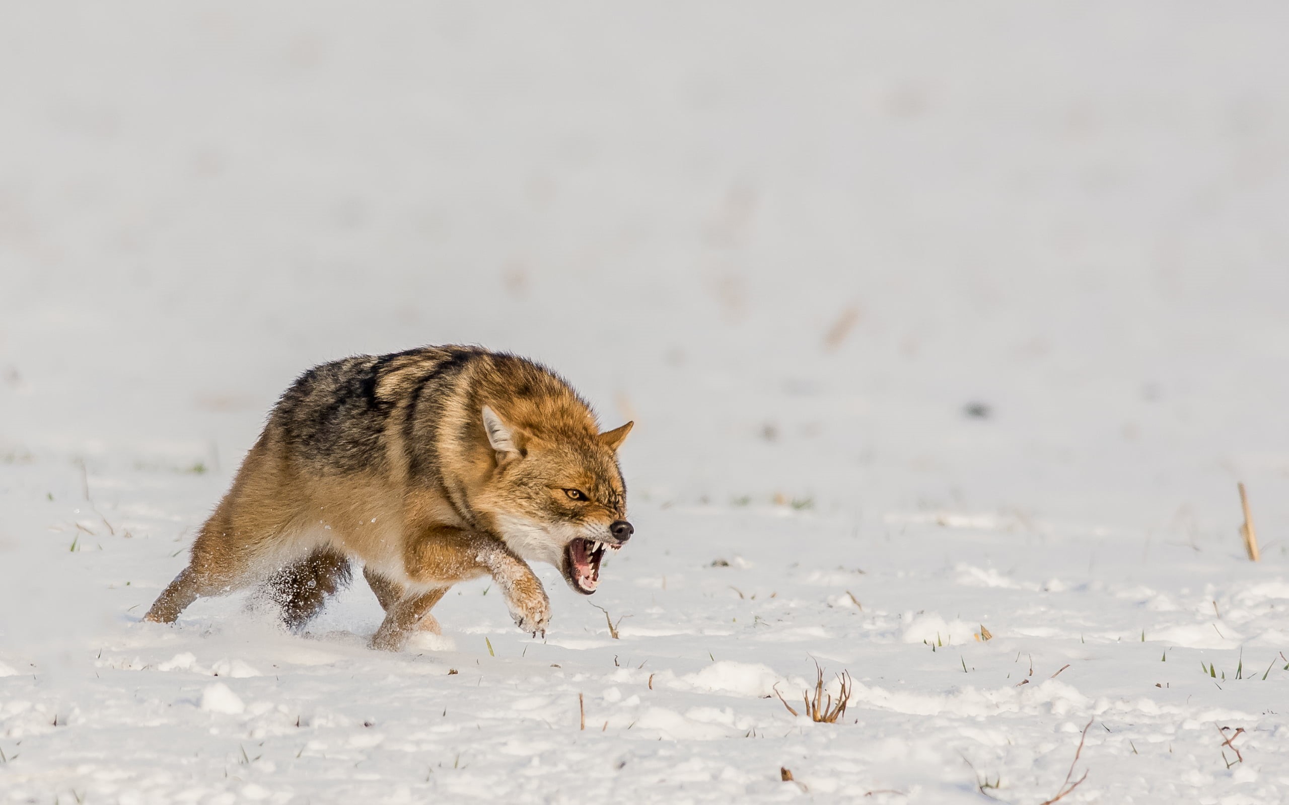 day, animal wildlife, short, vertebrate, mouth open, focus on foreground, animal, no people, black, wolf, nature, 2K, one animal, mammal, side view, brown, HD Wallpaper