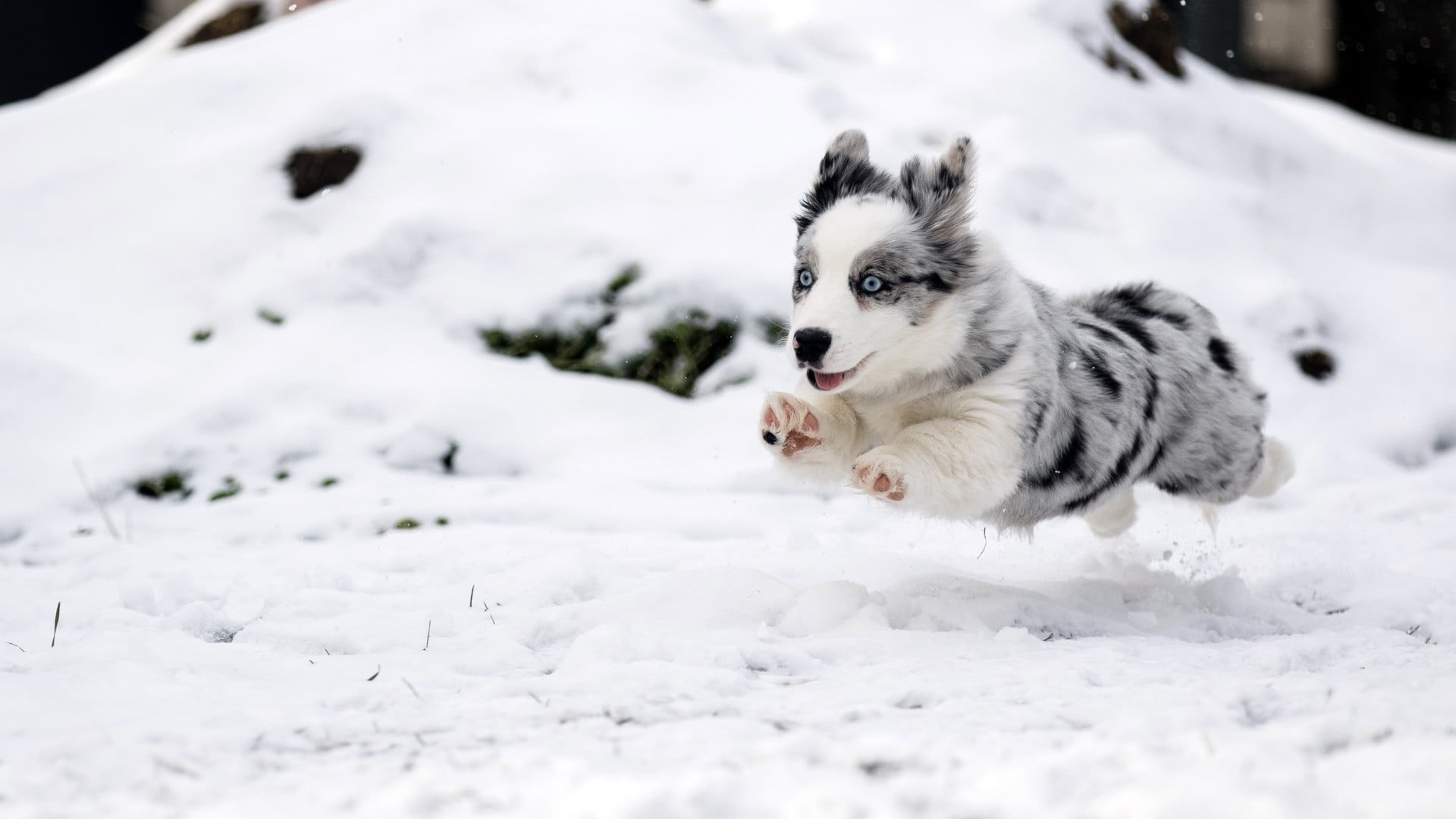 animal themes, 1080P, day, domestic, snow, canine, running, white color, short, dog, vertebrate, one animal, pets, nature, sled dog, gray, animal, mammal, HD Wallpaper