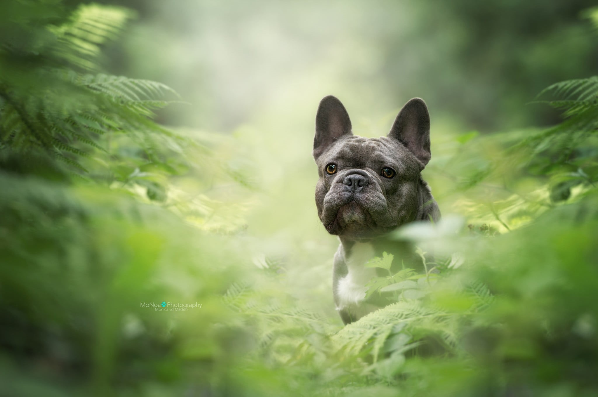 no people, coated, canine, outdoors, plants, domestic animals, animals, day, nature, portrait, domestic, short, small, animal head, selective focus, mammal, HD Wallpaper
