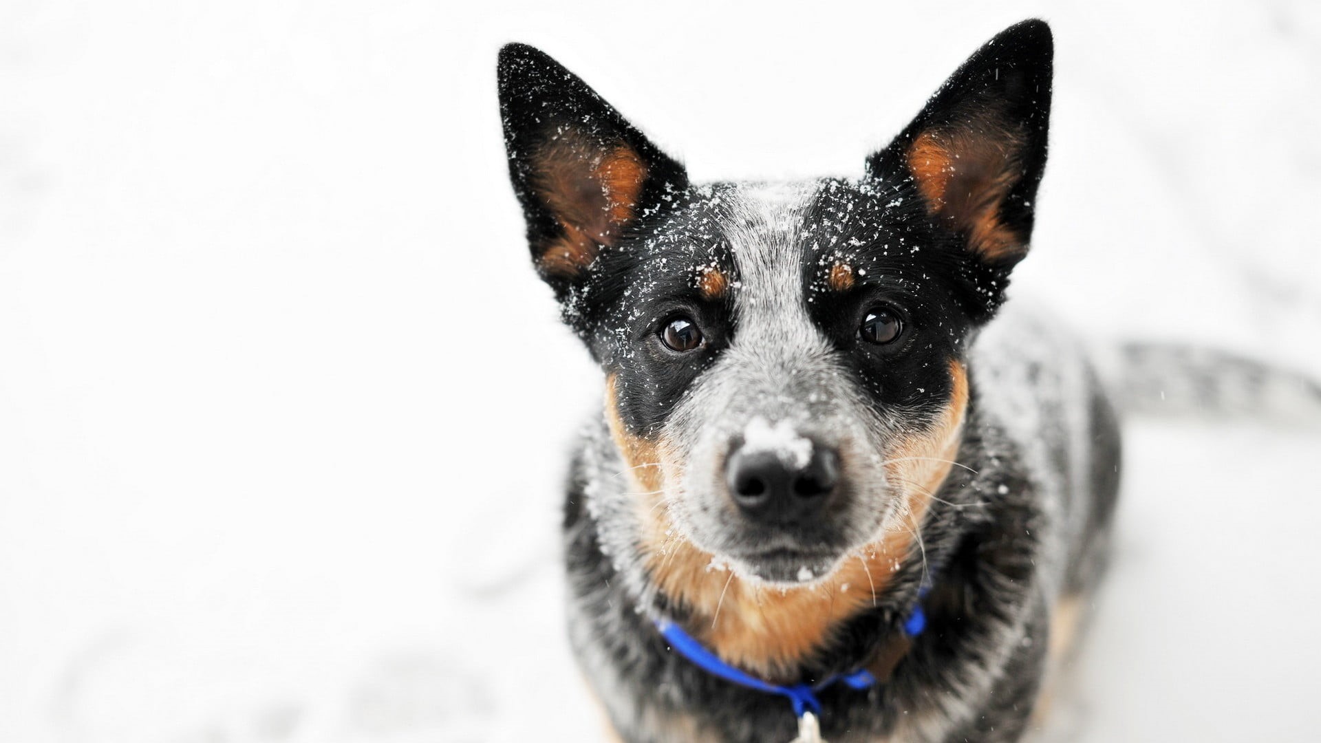 animal head, white background, winter, focus on foreground, domestic, canine, 1080P, domestic animals, mammal, looking at camera, close-up, Blue Heeler, HD Wallpaper