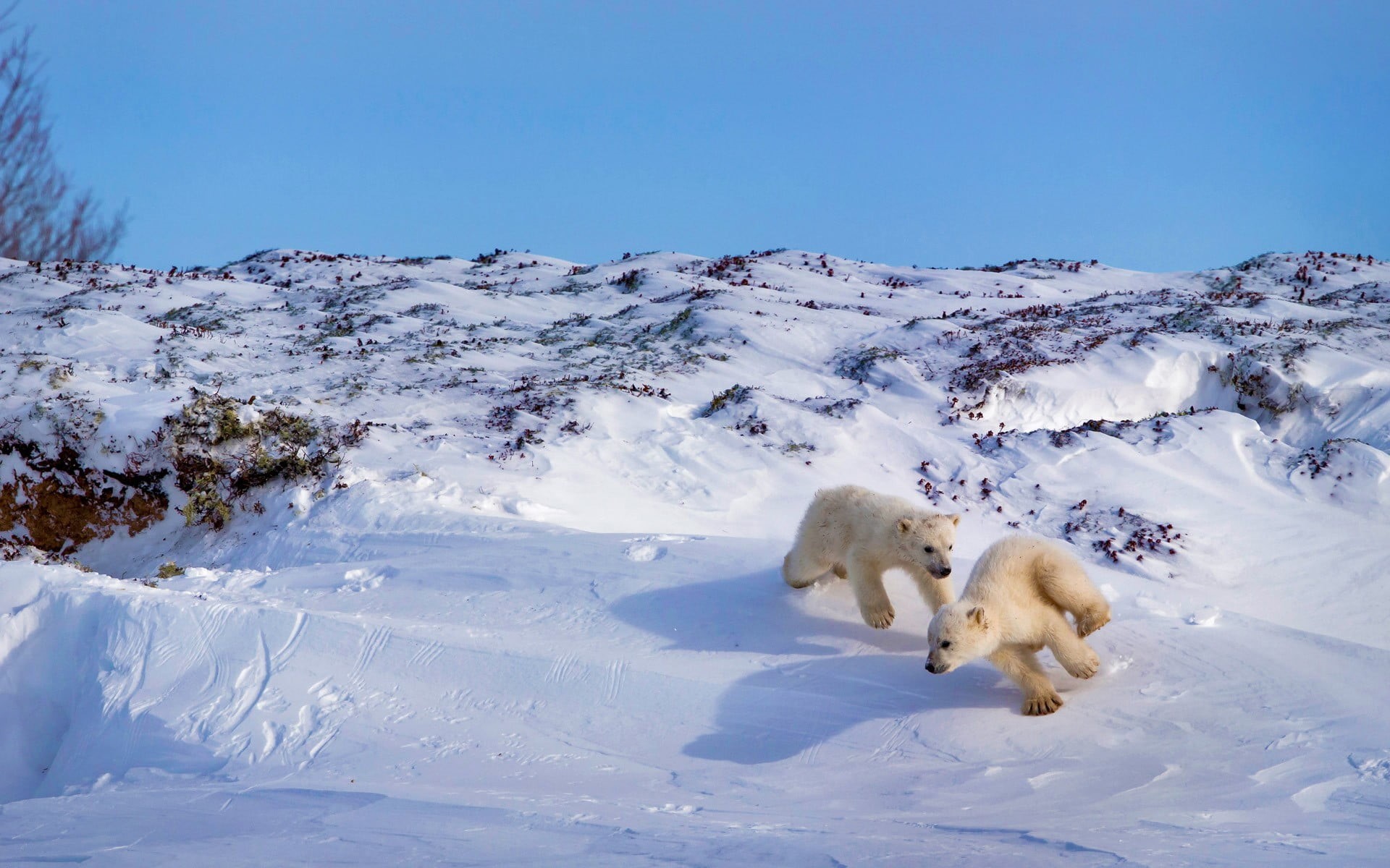 brown, animal, white color, 1080P, dog, beauty in nature, scenics - nature, cold temperature, sky, animals, group of animals, nature, polar bears, animal wildlife, HD Wallpaper