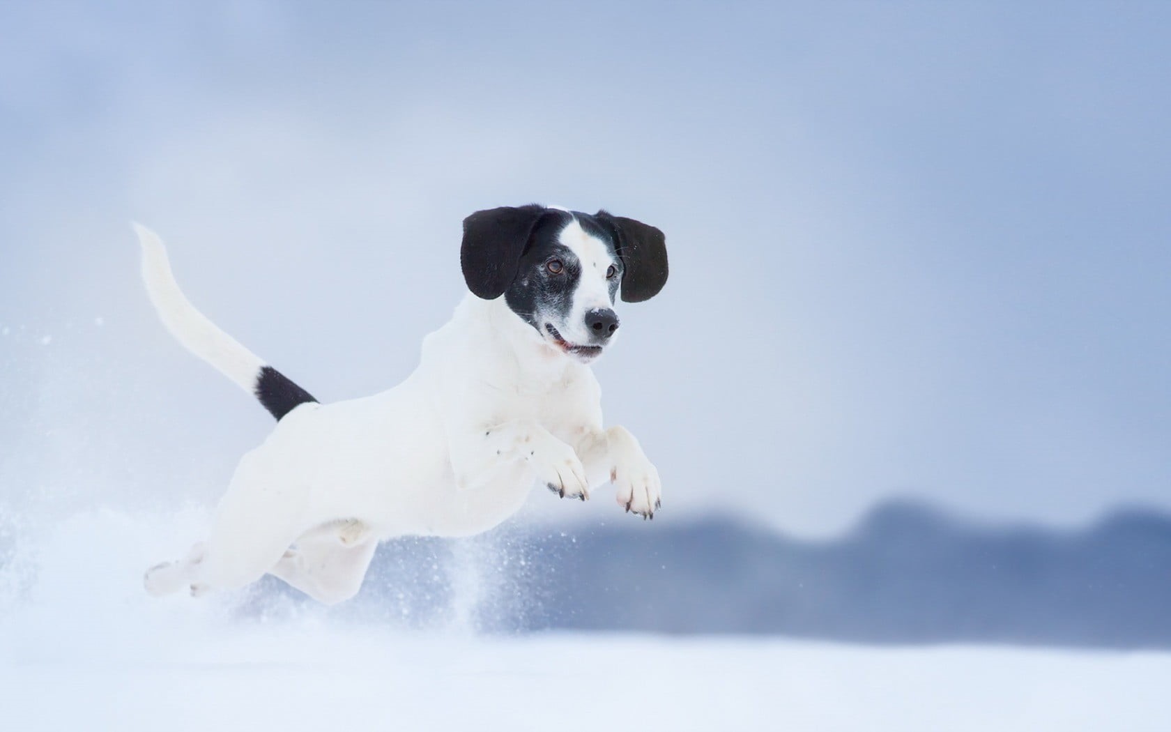 dog, vertebrate, short, pets, canine, running, domestic animals, animals, winter, one animal, jack russell terrier, black, animal themes, mammal, day, coated, HD Wallpaper