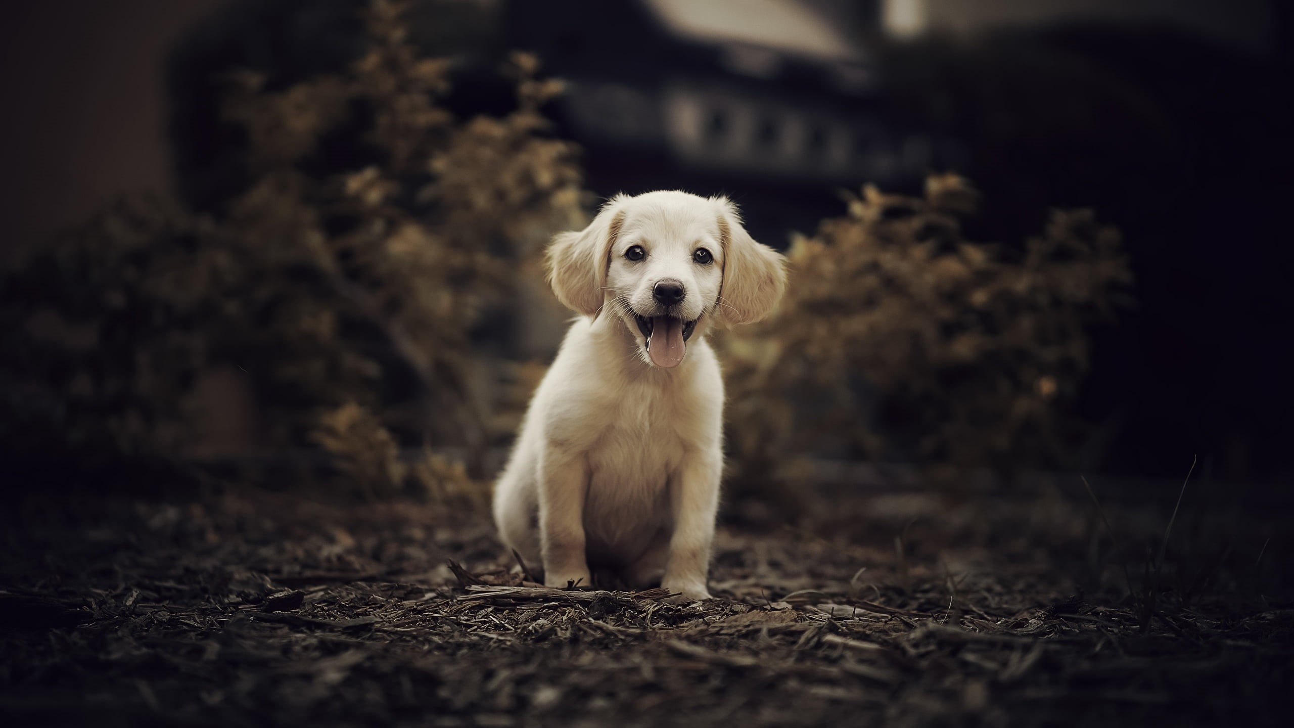 animals, pets, coated, retriever, selective focus, white, domestic animals, young animal, people, front view, golden retriever, canine, looking at camera, HD Wallpaper