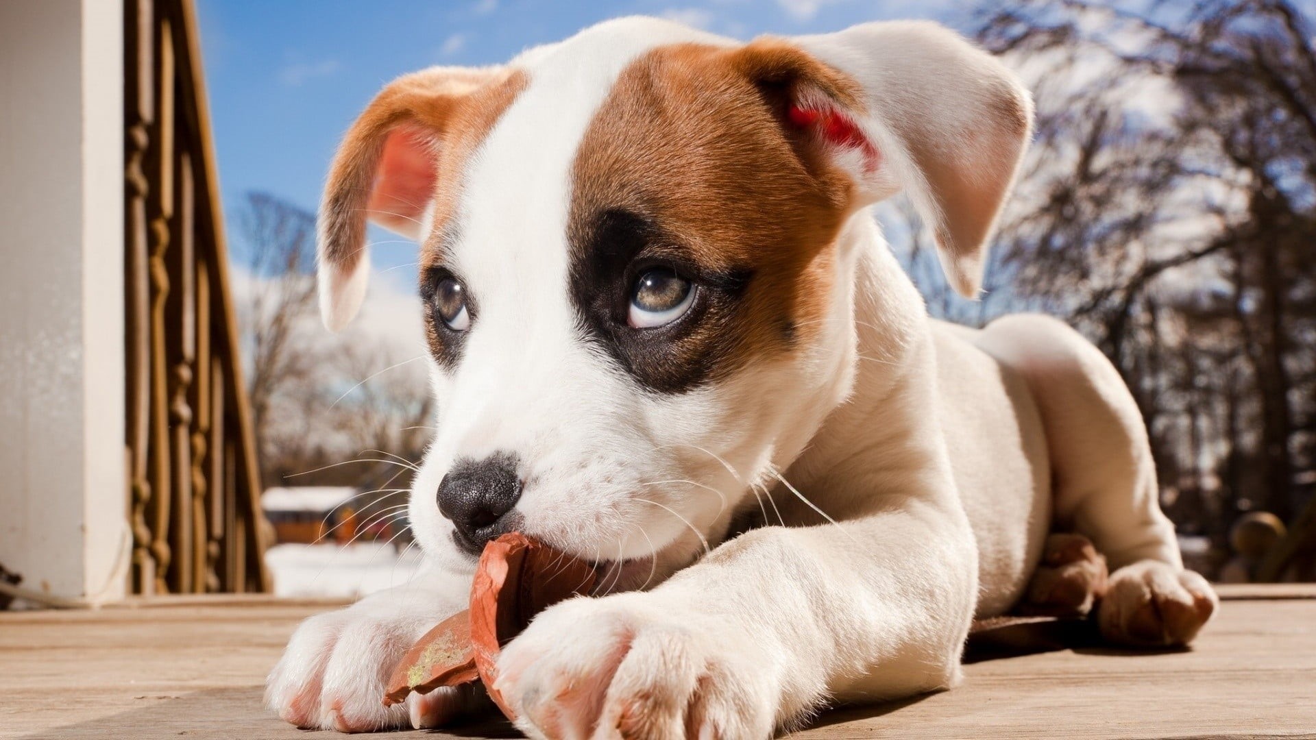 no people, day, coated, looking, focus on foreground, 1080P, animal themes, brown, canine, domestic animals, pets, looking at camera, puppy, animals, dog, HD Wallpaper