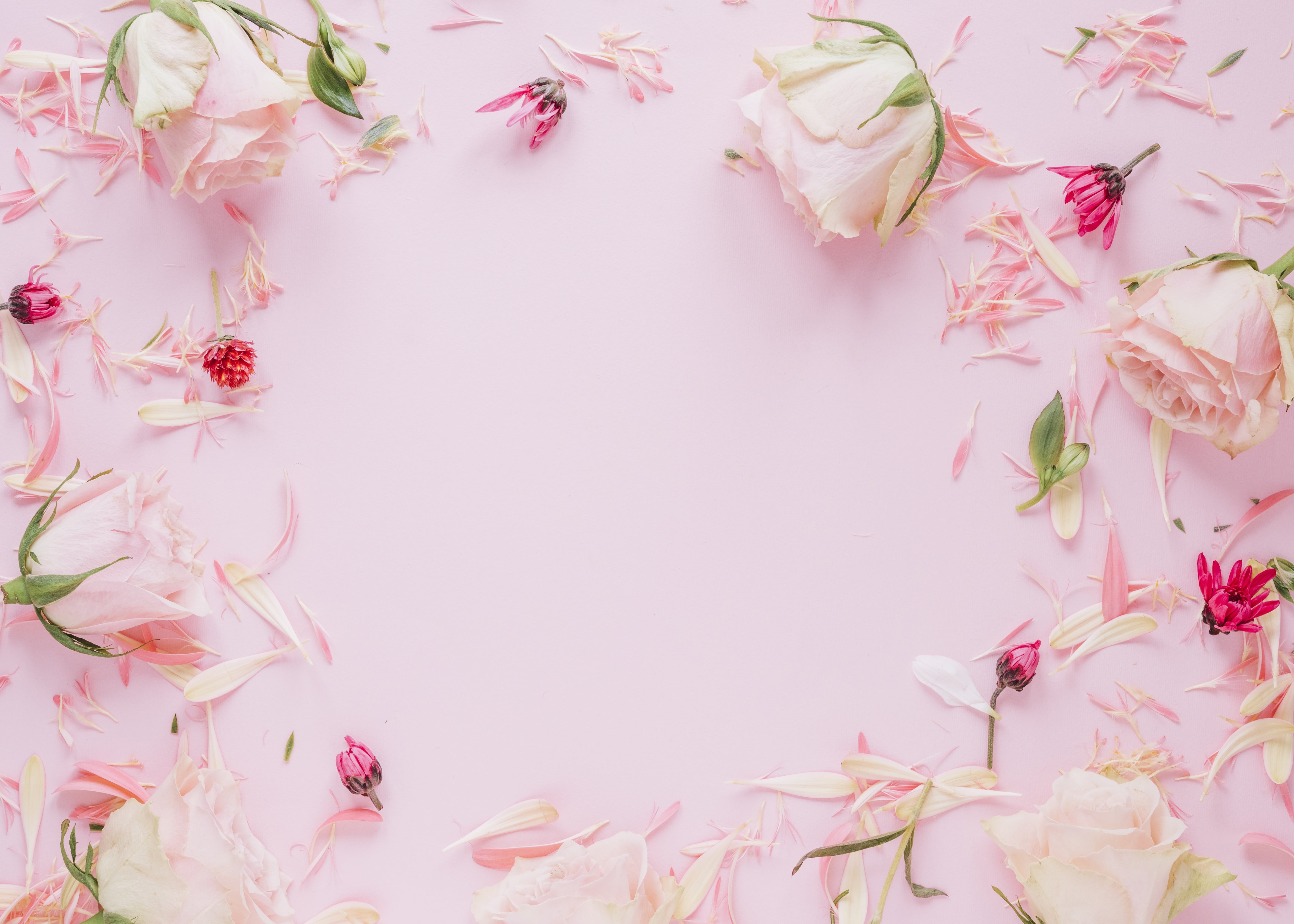 roses, frame, colorful, flowers, pink, 5K, petals, floral, HD Wallpaper