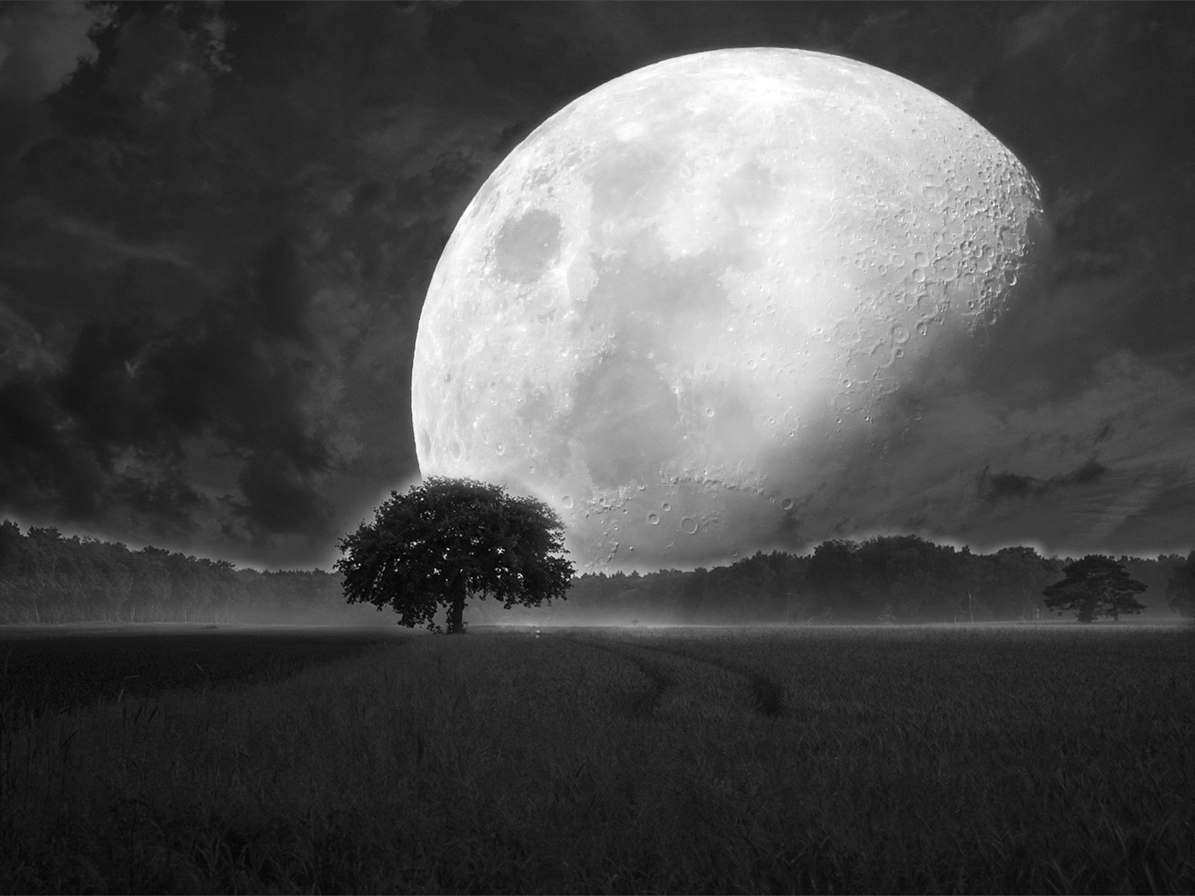 tree stand, in the green, spring, universe universe, scenics - nature, all, black and white image, canis major, growth, hubble weltraumteleskop, clouded sky, HD Wallpaper