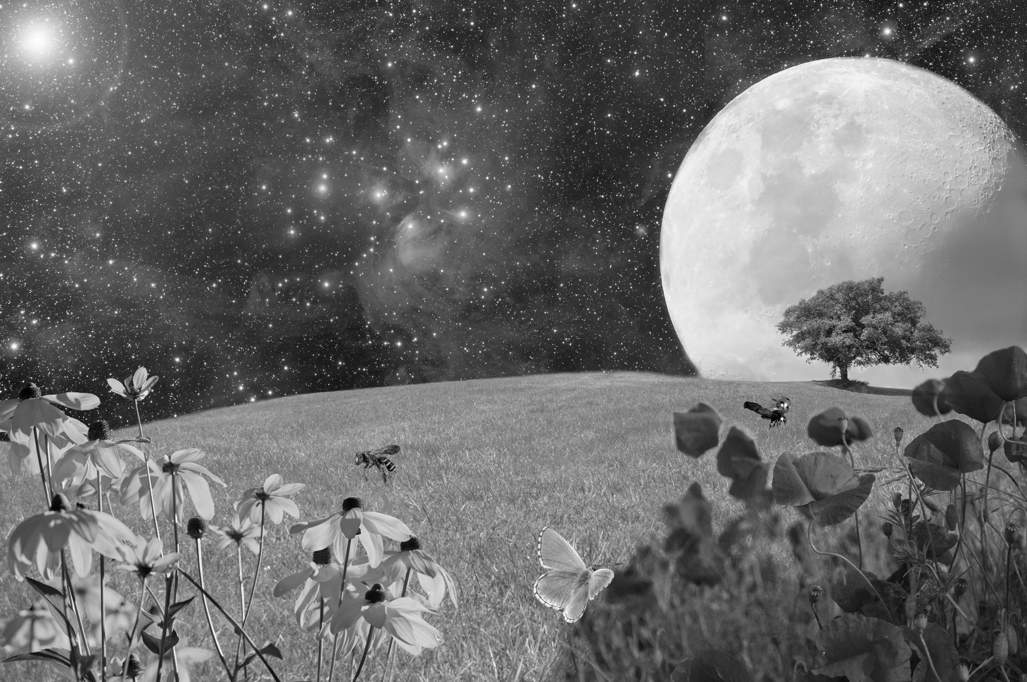 horizon, flying, outdoors, star, nature, grasses, space and astronomy, mage rides, creation, tranquility, close, night sky, full moon, fog big dog, grayscale image, HD Wallpaper