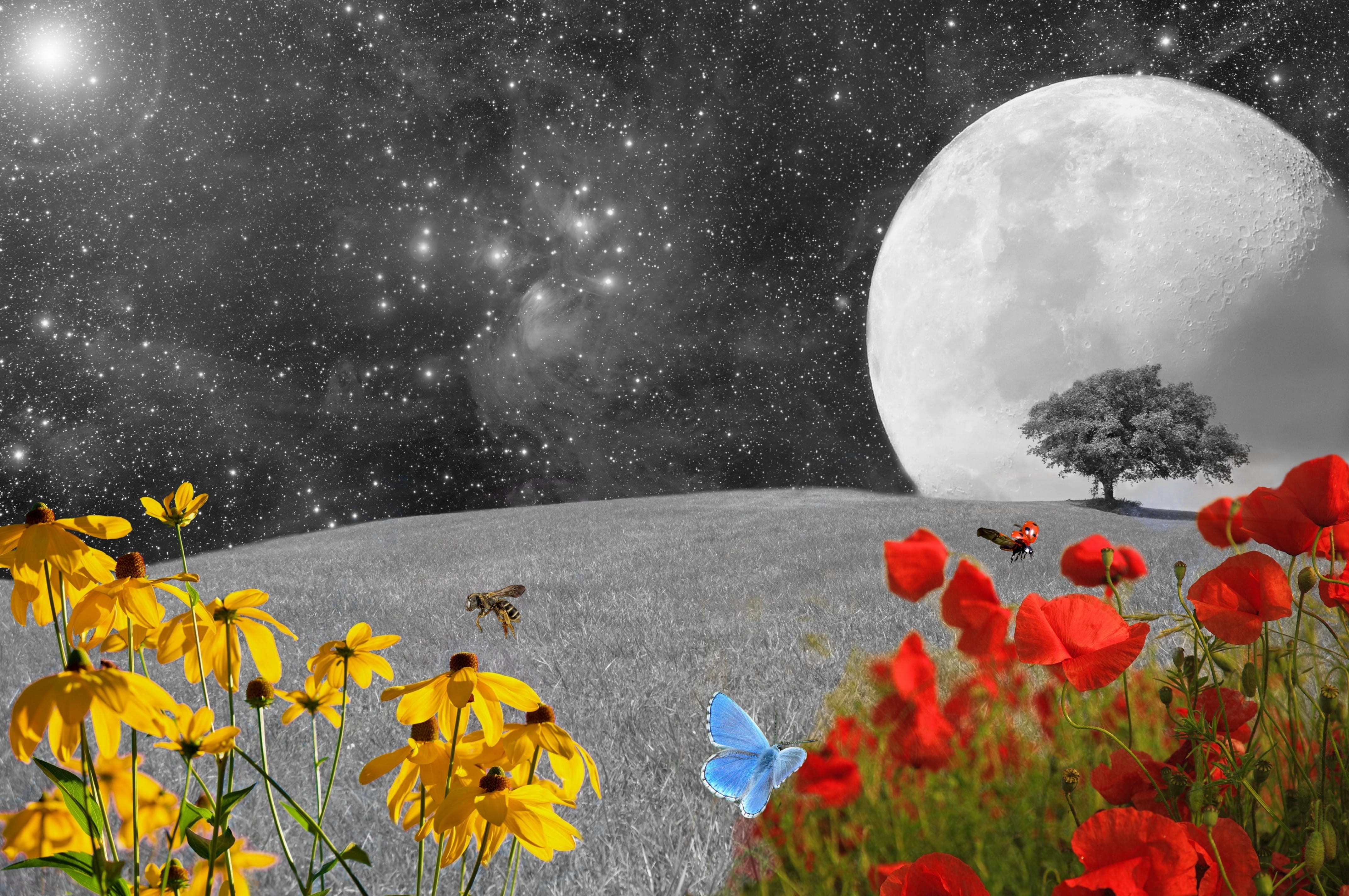 environment, blütenmeer, fog, close, tree, insect, flying, deciduous tree, moonlight, kosmus, universe, green tree, ladybug, infinity, astronomy, meadow, HD Wallpaper
