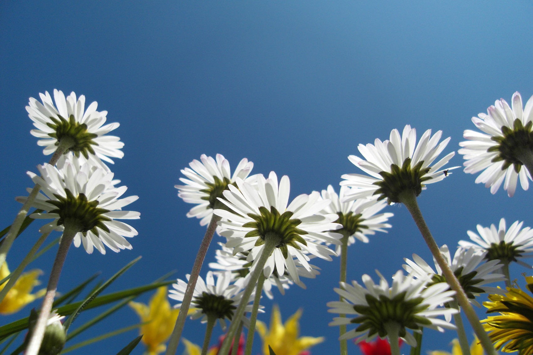 Fantastic, summer, de, angle, nature, plant, white, daisy, flower, Blossoms, low, 720P, petals, Picture, blue, samsung, flowers, Photography, Awesome, HD Wallpaper