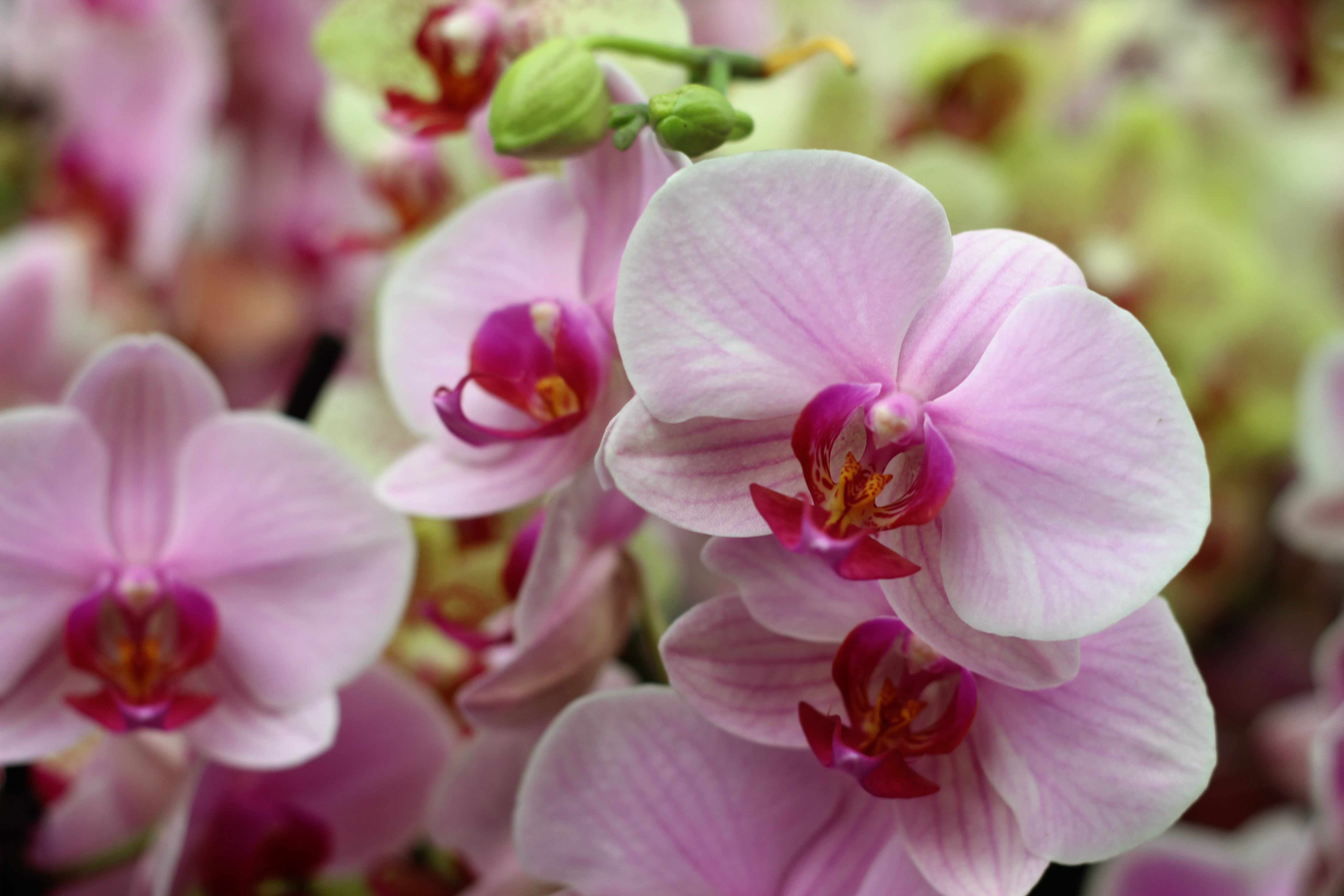 spirit, macro, isolated, pollen, violet, petal, head, flower head, decoration, vibrant, flowering plant, pink color, plant, blossom, european, yellow, close-up, HD Wallpaper