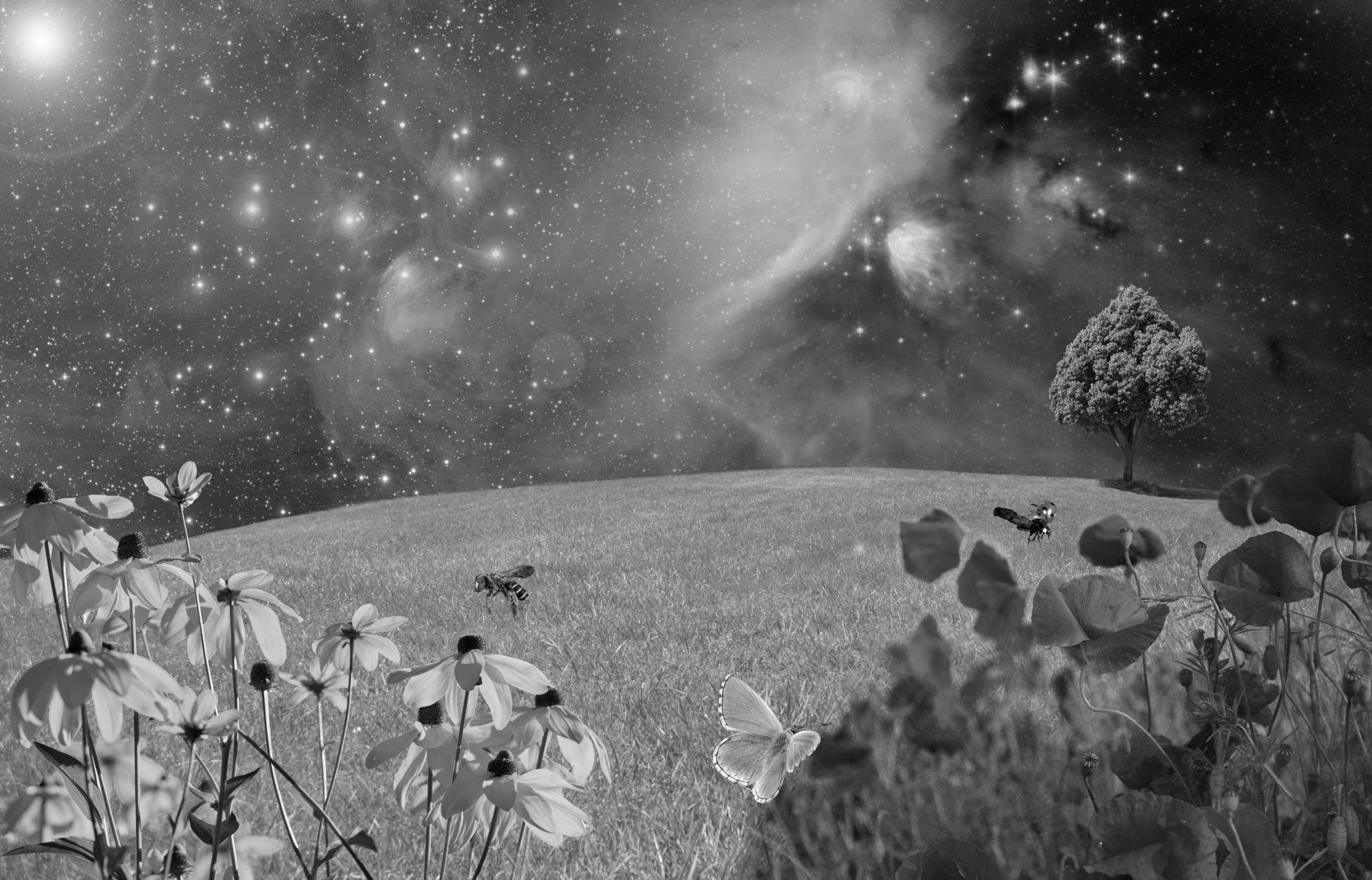 fantasy, sice fiction, all, grasses, blütenmeer, spring, star, deciduous tree, black and white image, red poppy, in the green, environment, 4K, space, HD Wallpaper