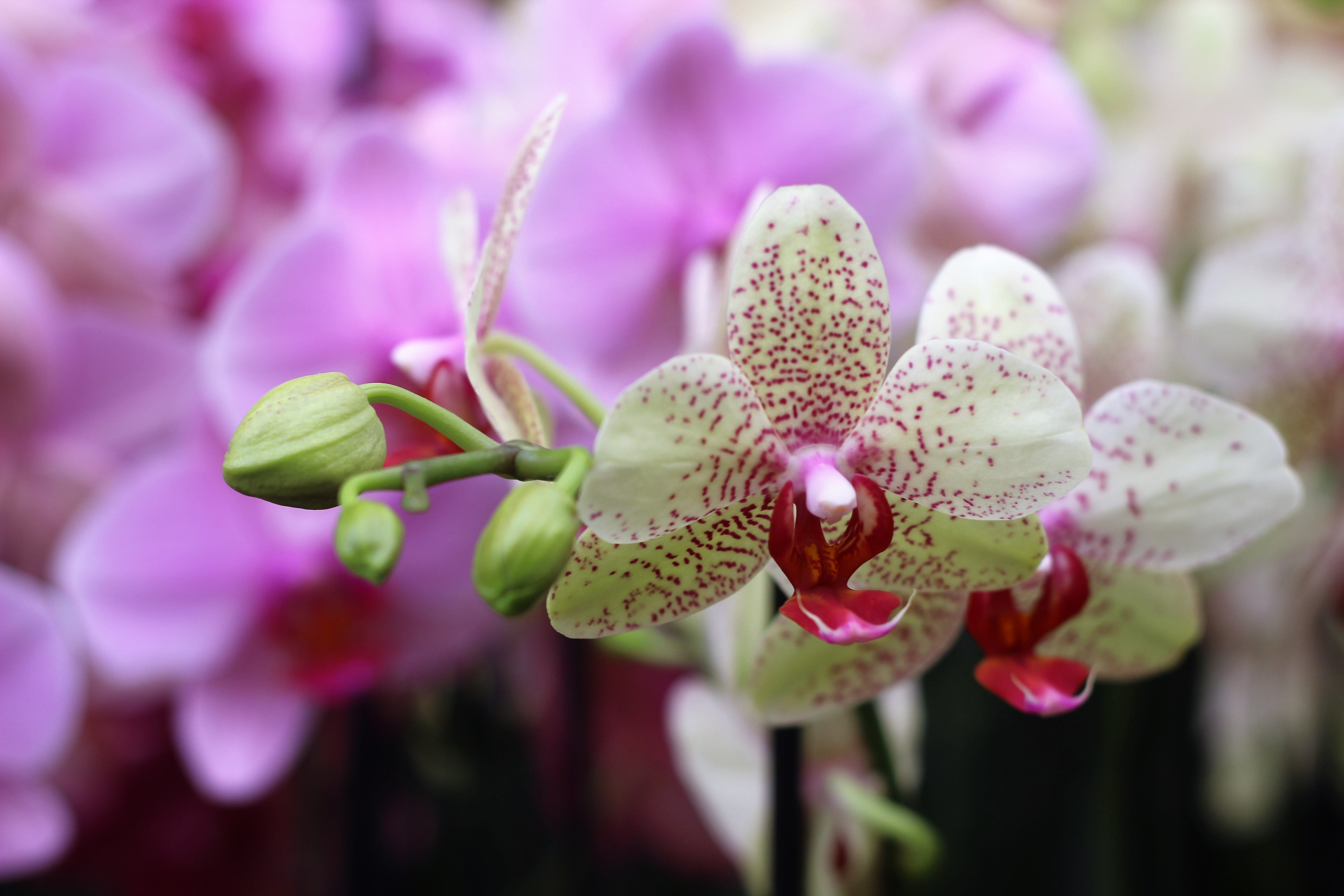 easy, vulnerability, blossom, Flower, flowering plant, close-up, softness, harmony, inflorescence, gardening, pink color, yellow, hell, vibrant, live, spring, HD Wallpaper