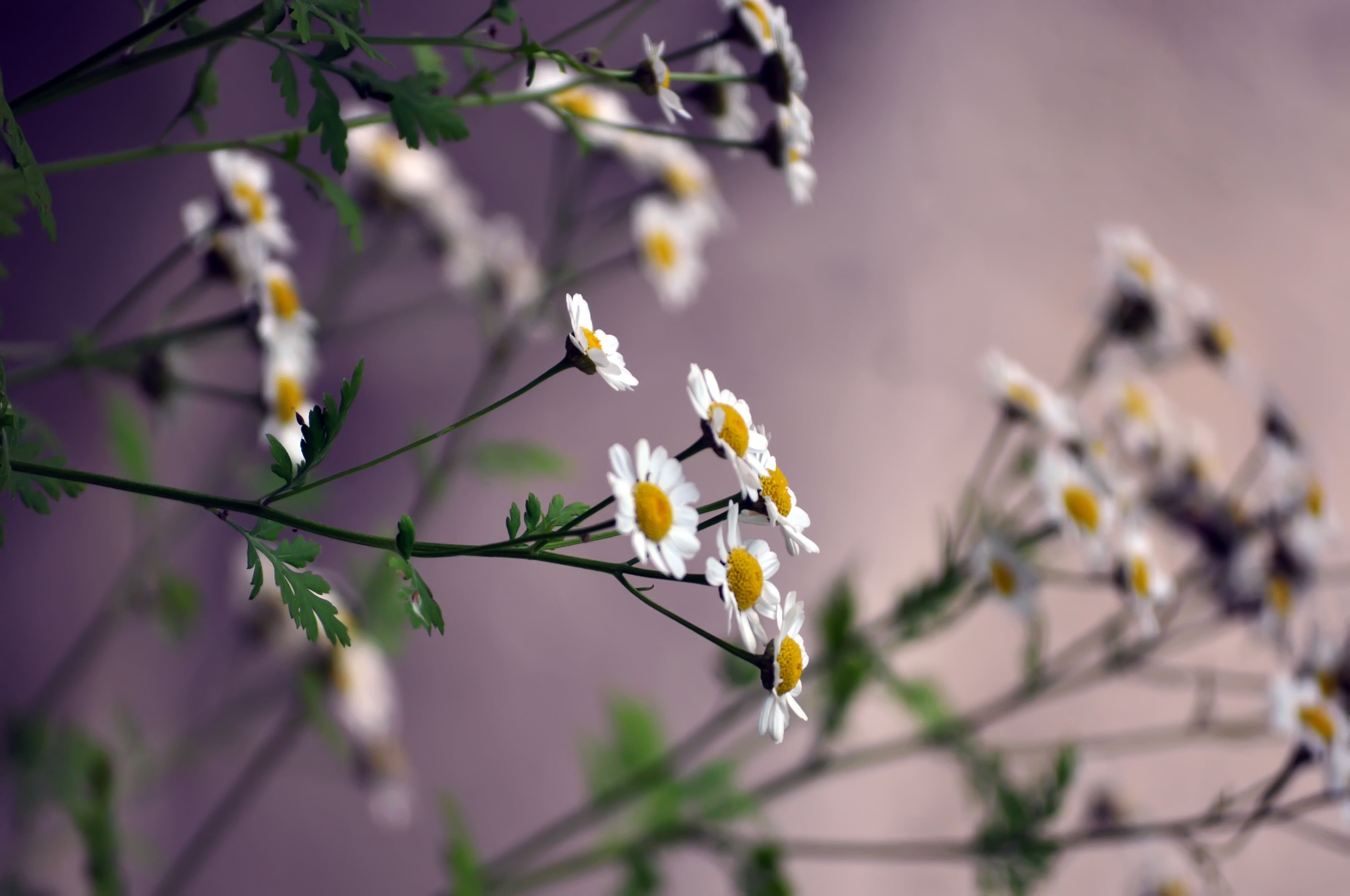 branch, fragility, macro, tree, springtime, flower Head, 4K, no People, vulnerability, petal, flowers, outdoors, purple, beauty In Nature, backgrounds, HD Wallpaper