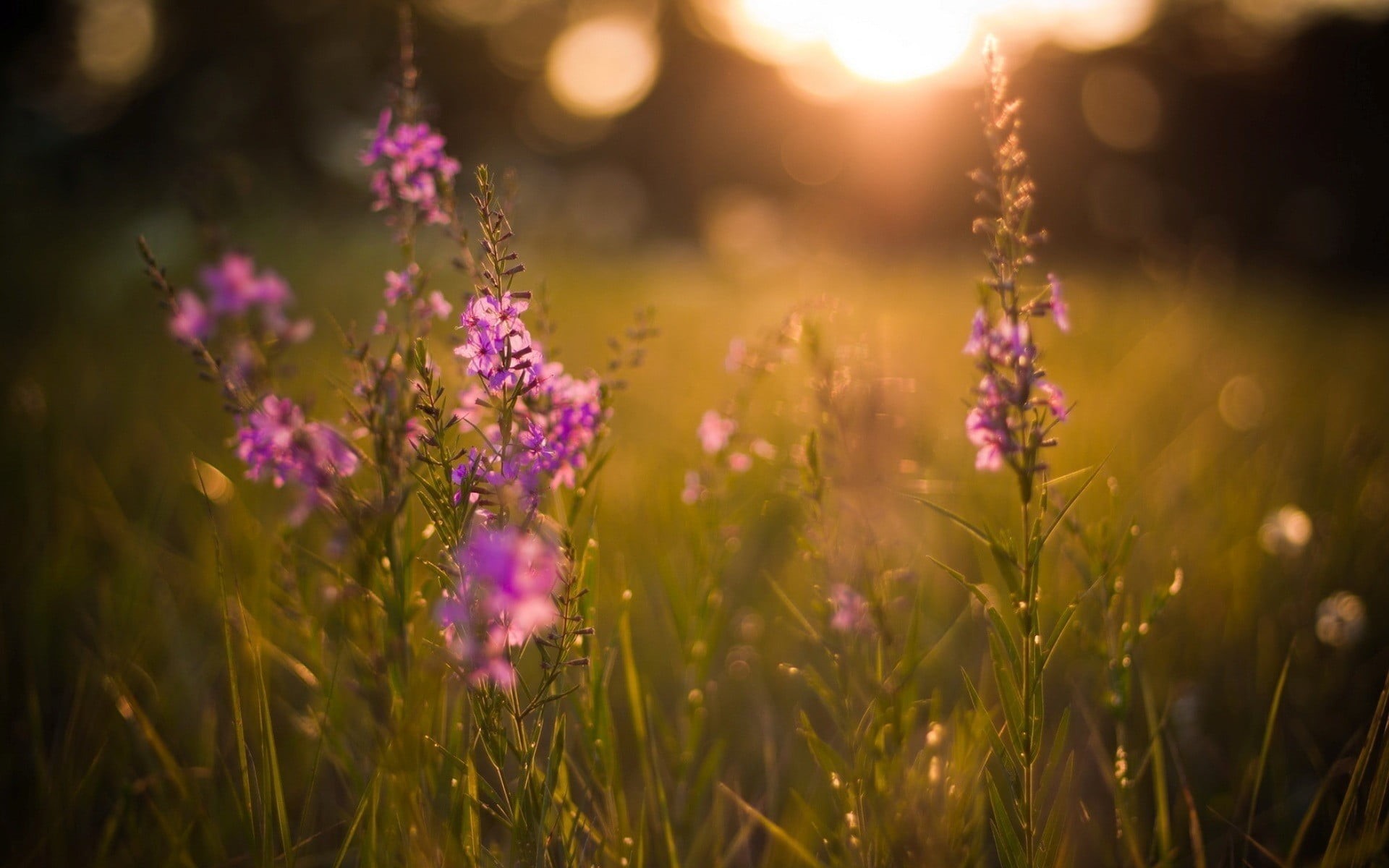 fragility, flower head, purple, plants, land, flowerbed, grass, focus, selective focus, petaled, nature, beauty in nature, flowering plant, day, growth, HD Wallpaper