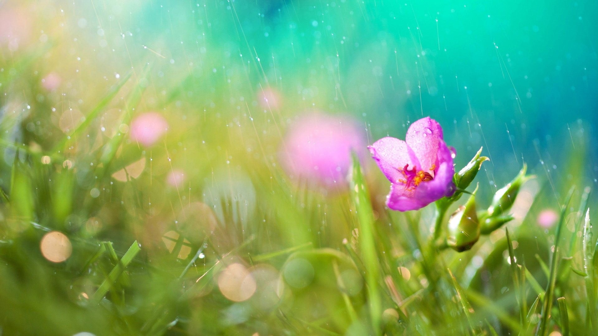 summer, petal, purple, day, nature, leaf, dew, no People, morning, multi Colored, blossom, focus, bright, selective, botany, close-up, red, growth, flowering plant, HD Wallpaper