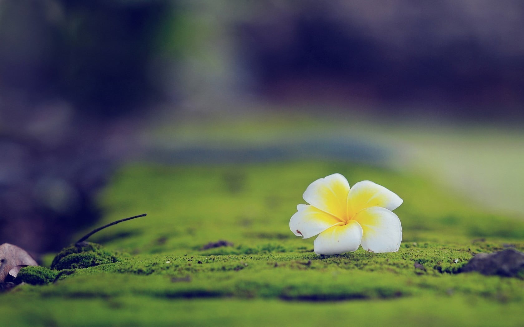 plant, purity, ground, pollen, inflorescence, white color, flower Head, growth, no people, single Flower, outdoors, leaf, green Color, vulnerability, focus, HD Wallpaper