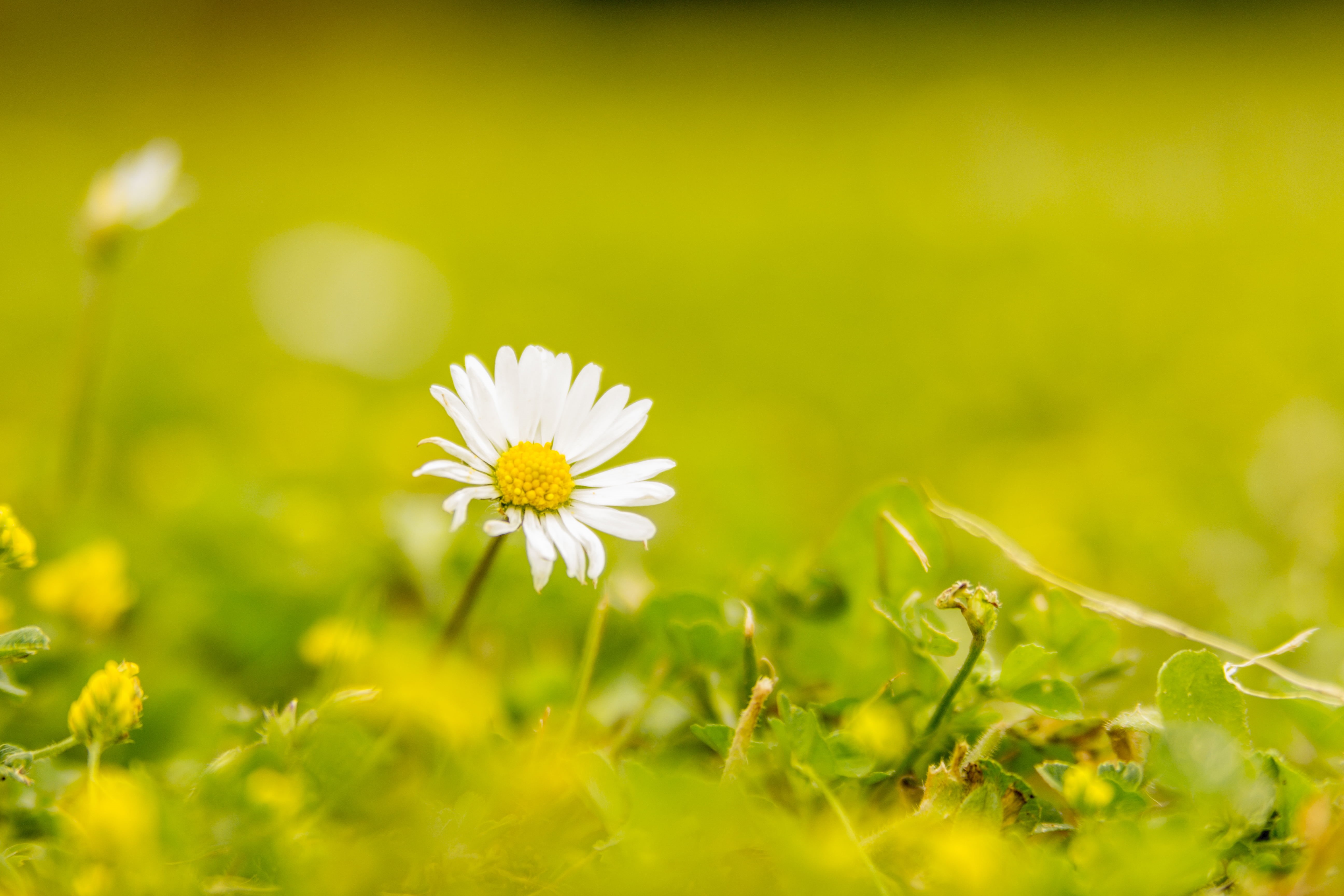 meadow, summer, green Color, focus, freshness, Rotherham, Last Summer, daisy, outdoors, springtime, flower, roche abbey, field, Bokeh, close-up, selective, HD Wallpaper