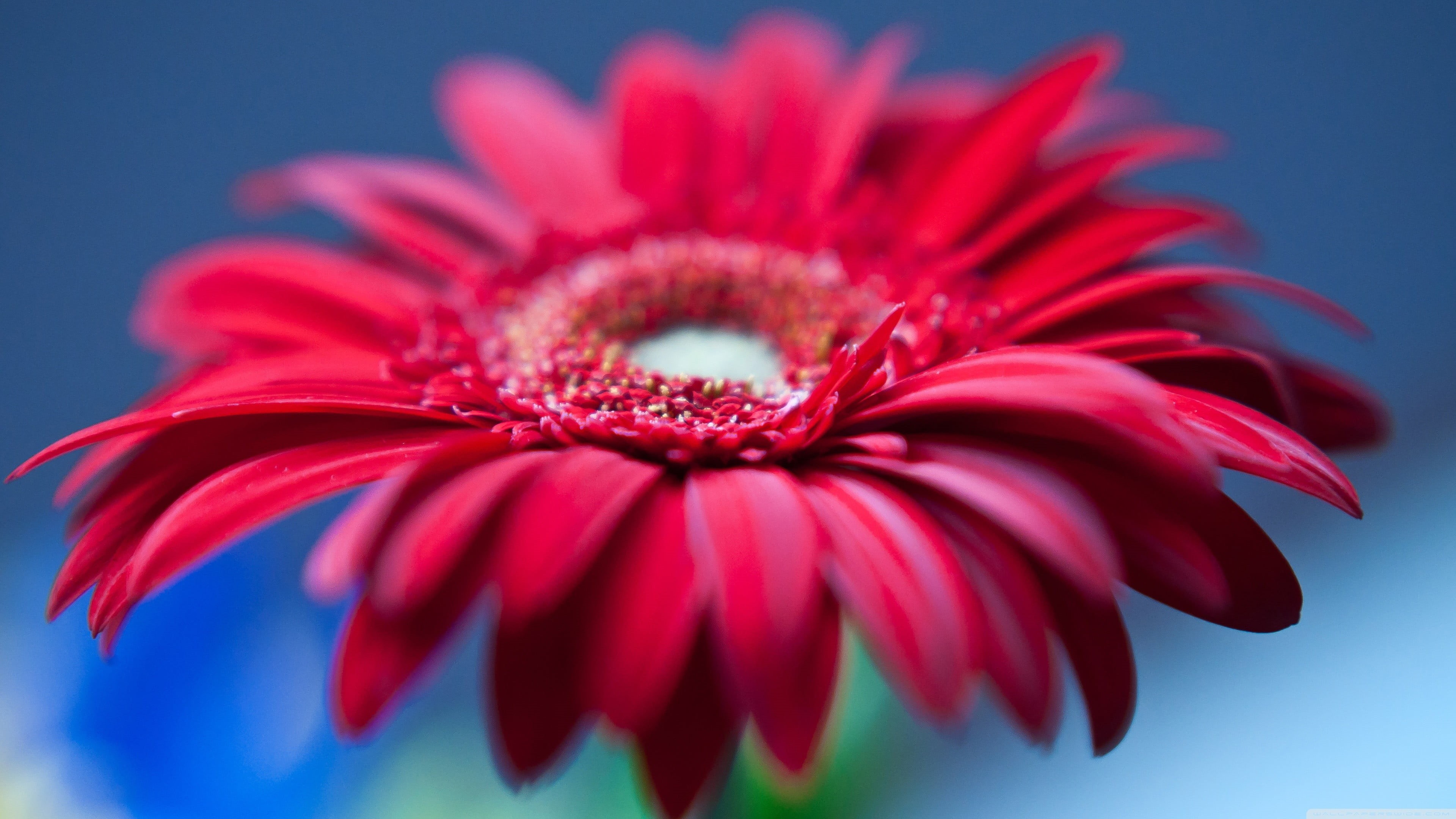 plants, indoors, blue background, flowers, colored background, daisy, 4K, macro, nature, close-up, studio shot, pollution, beauty in nature, plant, gerbera, HD Wallpaper