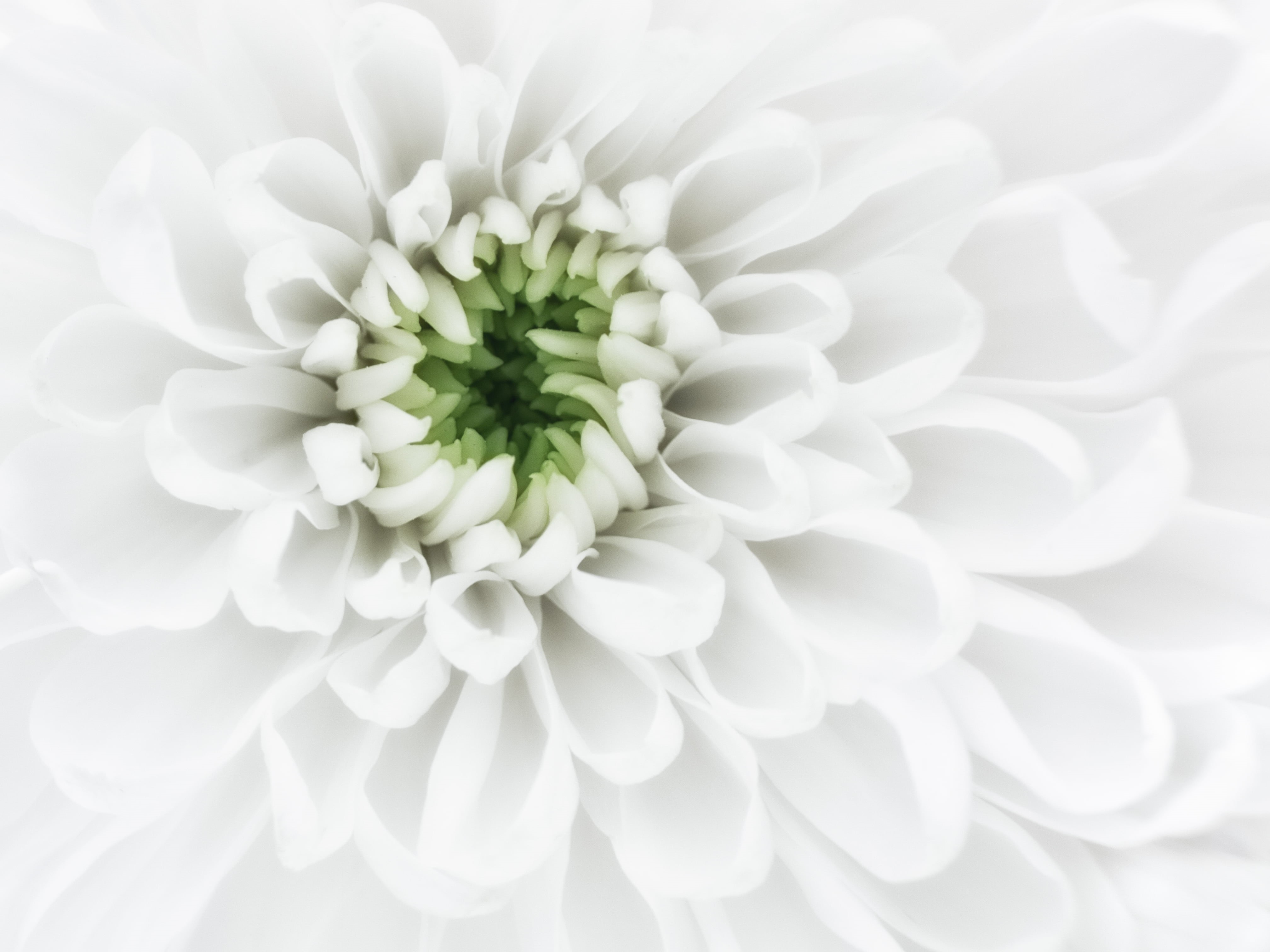 backgrounds, close up photography, petals, photography, Purity, close-up, nature, plant, chrysanthemum, 4K, petaled, white, close, macro, center, flower, HD Wallpaper
