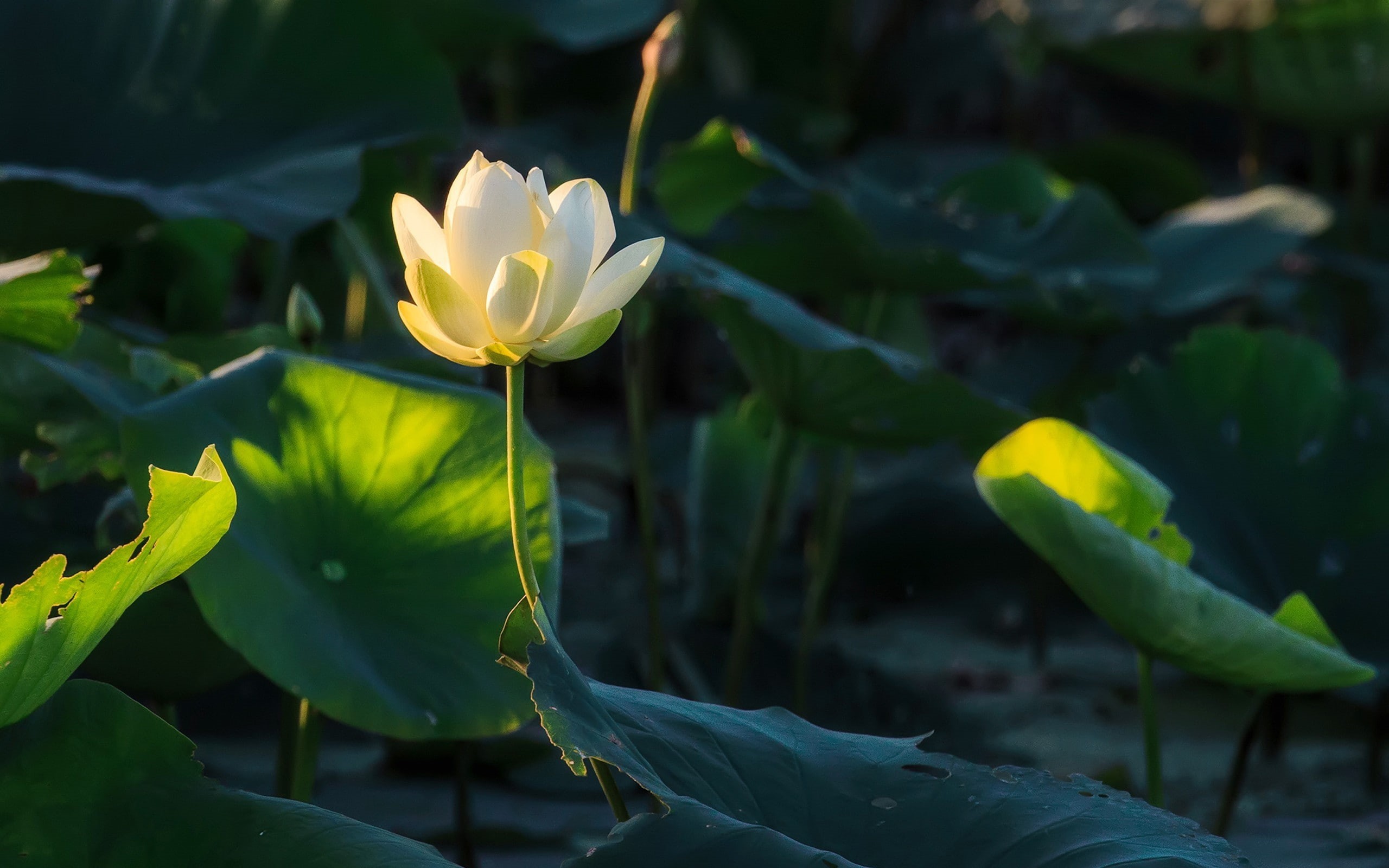 green, plants, 2K, nature, leaves, flowers, photography, bokeh, lotus, HD Wallpaper
