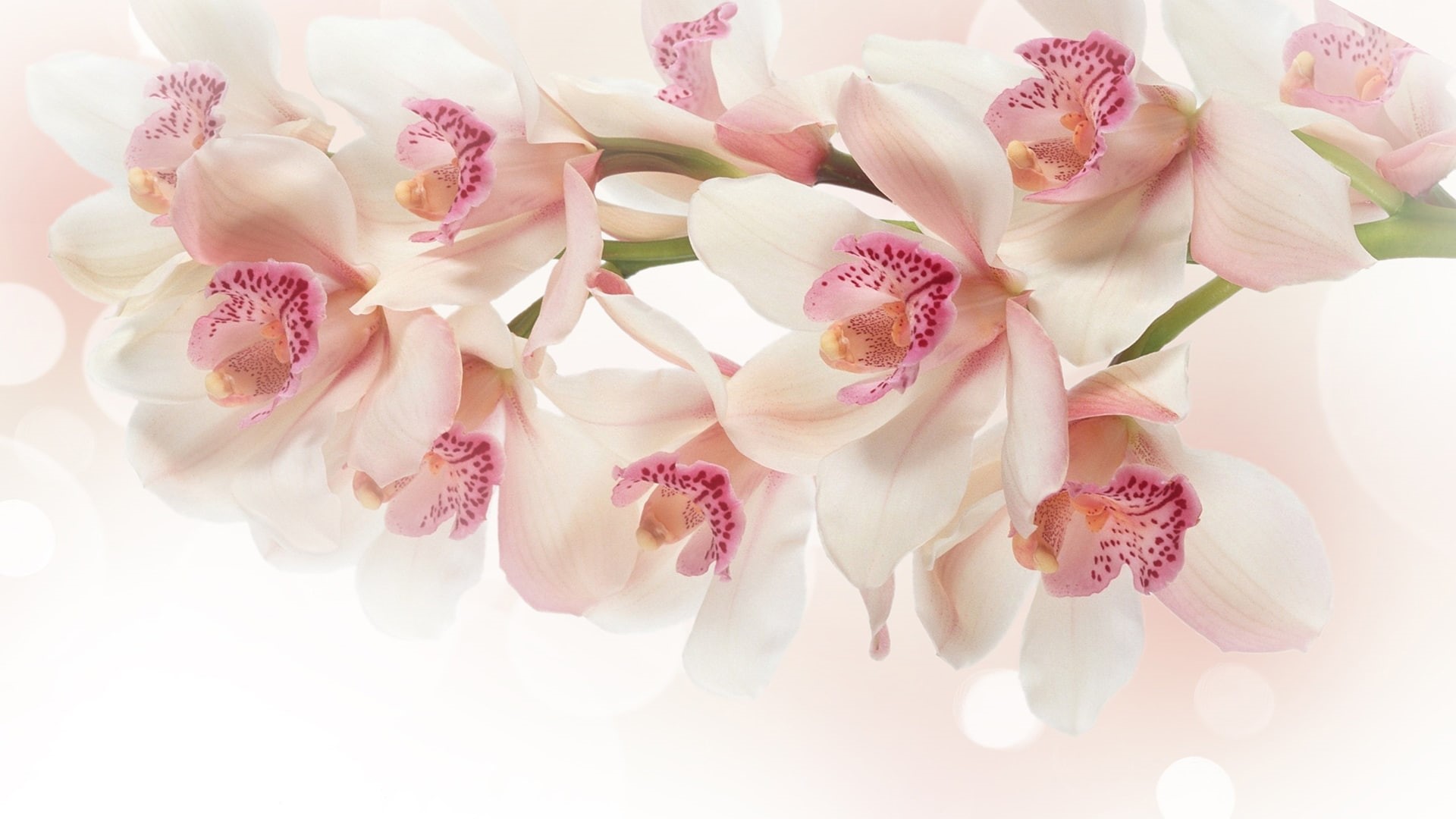 spring, rose, orchid, 1080P, flora, natural, floral, stem, botany, bloom, season, leaves, fresh, petal, delicate, gift, tropical, elegant, botanical, bright, HD Wallpaper