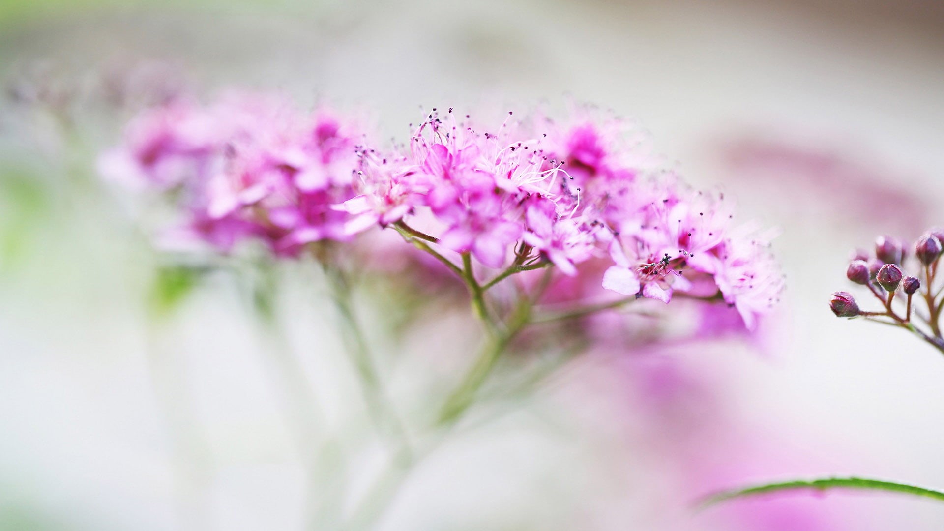 no people, beauty in nature, color, 1080P, beauty, freshness, flowers, decoration, fresh, close, flower arrangement, summer, natural, detail, pollen, botany, HD Wallpaper