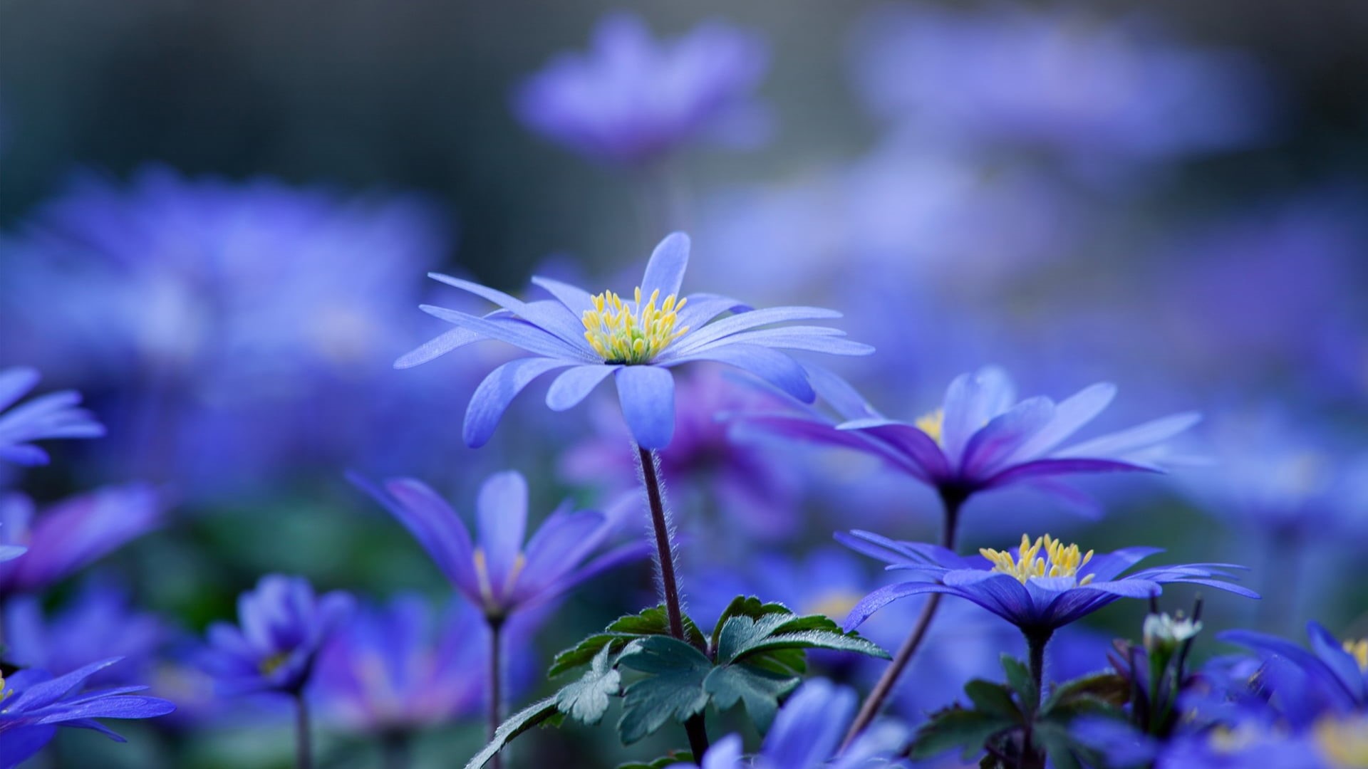 natural, closeup, flowering plant, meadow, no people, colorful, bloom, blossom, grass, yellow, day, bulb, gardening, color, bouquet, environment, flowers, HD Wallpaper