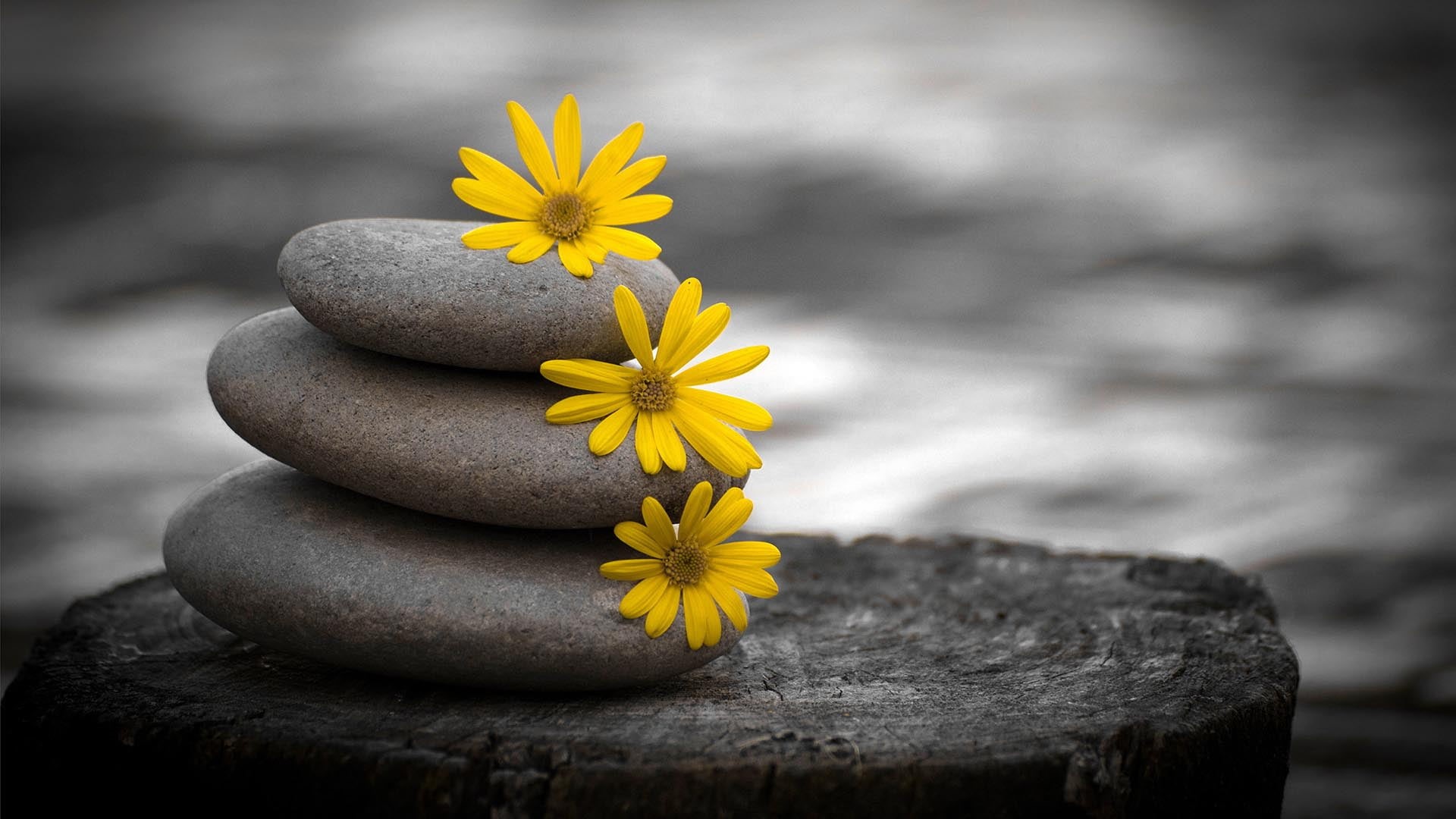 flora, springtime, meadow, wood - material, leaf, sky, close, blossom, natural, freshness, grass, bali, flowers, flower head, season, daisy, inflorescence, HD Wallpaper