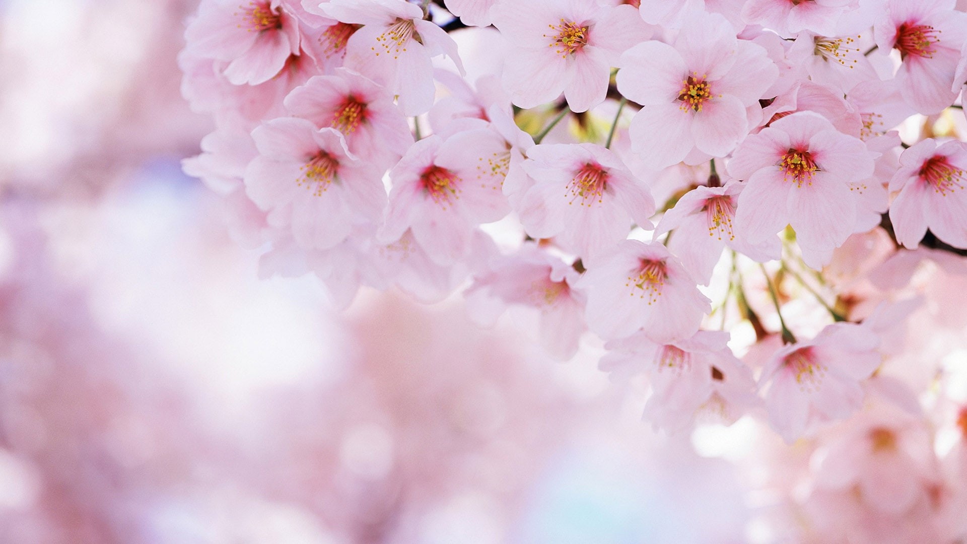 blooming, petal, yellow, bloom, pattern, love, design, floral, stem, spring, natural, art, flora, flower, decoration, season, garden, close, HD Wallpaper