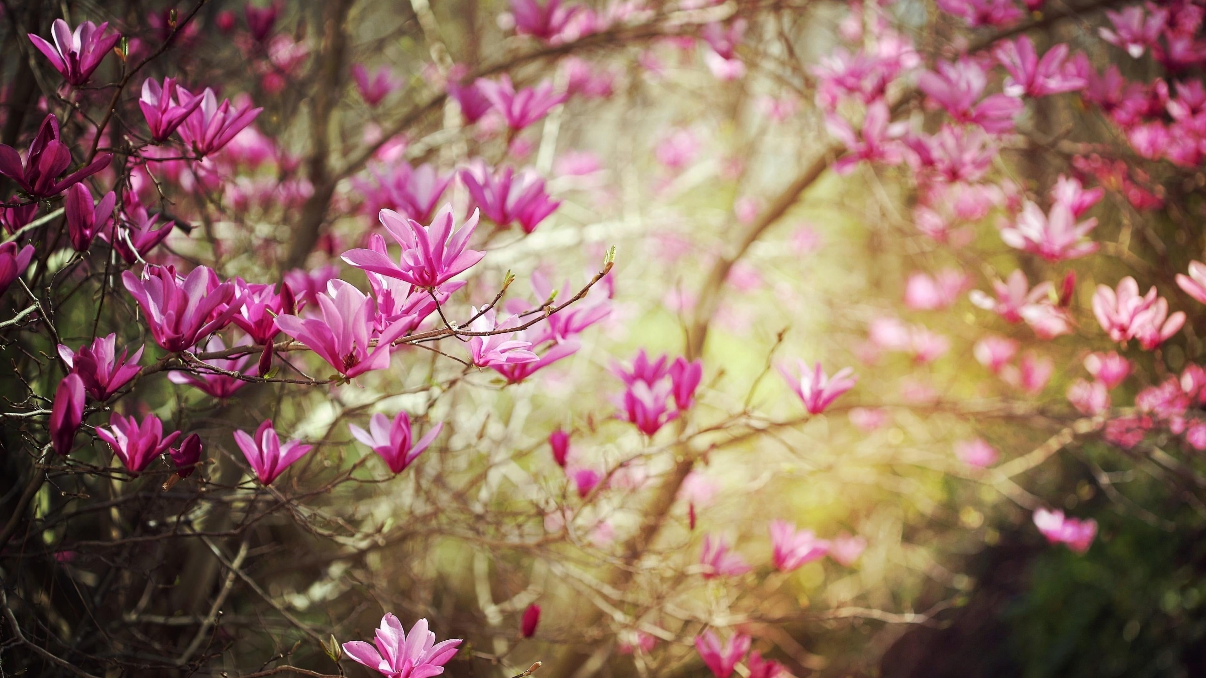 bloom, flower, almond, springtime, purple, 4K, bouquet, fragility, pink, inflorescence, close-up, natural, blossom, flowering plant, botany, fresh, bright, HD Wallpaper