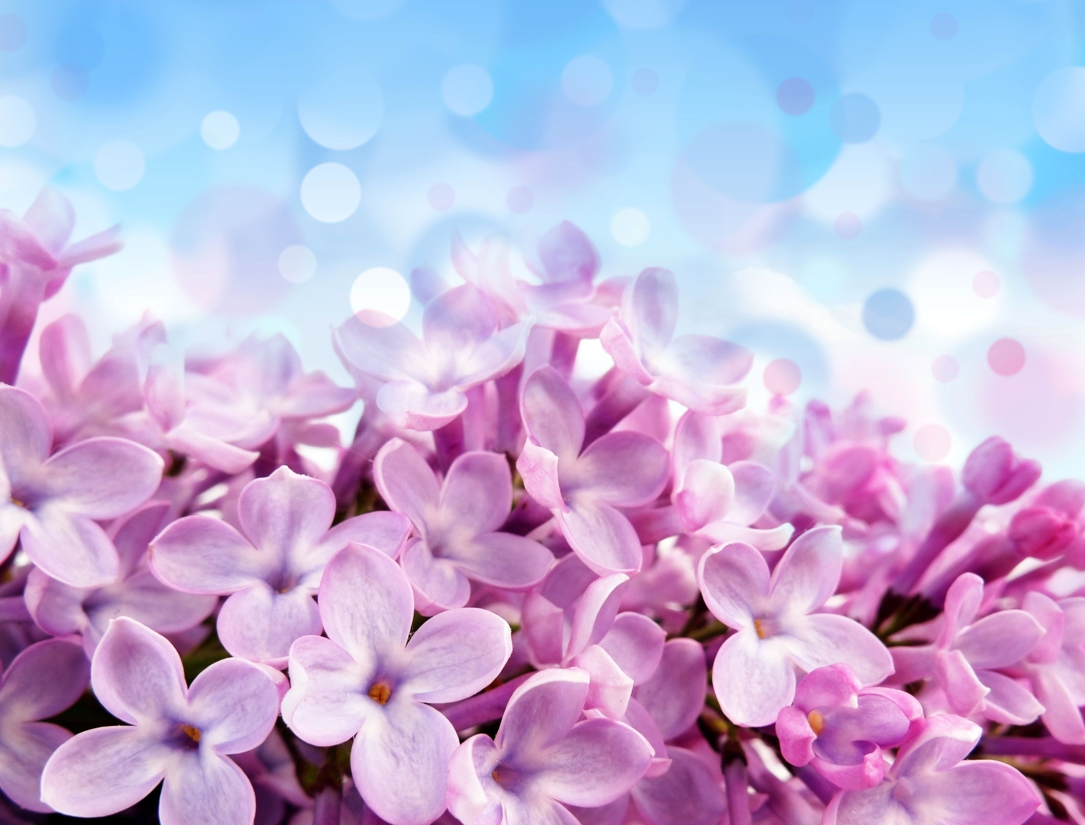 beauty In Nature, growth, 2K, inflorescence, flower, fragility, defocused, pink Color, close-up, macro, no People, blue, decoration, orchid, pink, white, HD Wallpaper