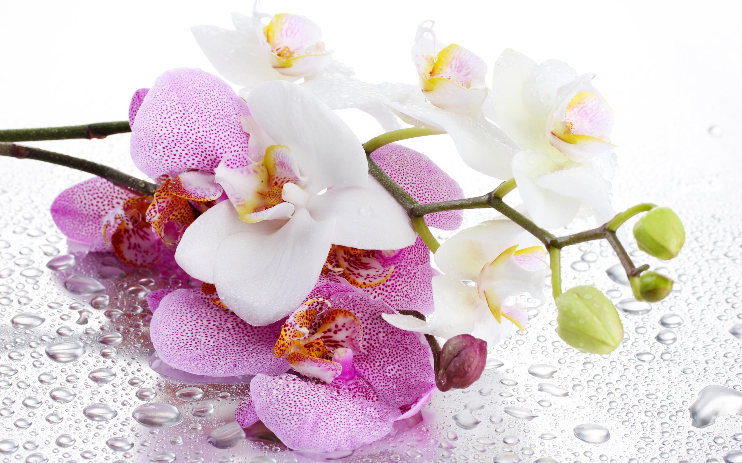 pink, hd, flowers, orchid, petals, flower, 2K, HD Wallpaper