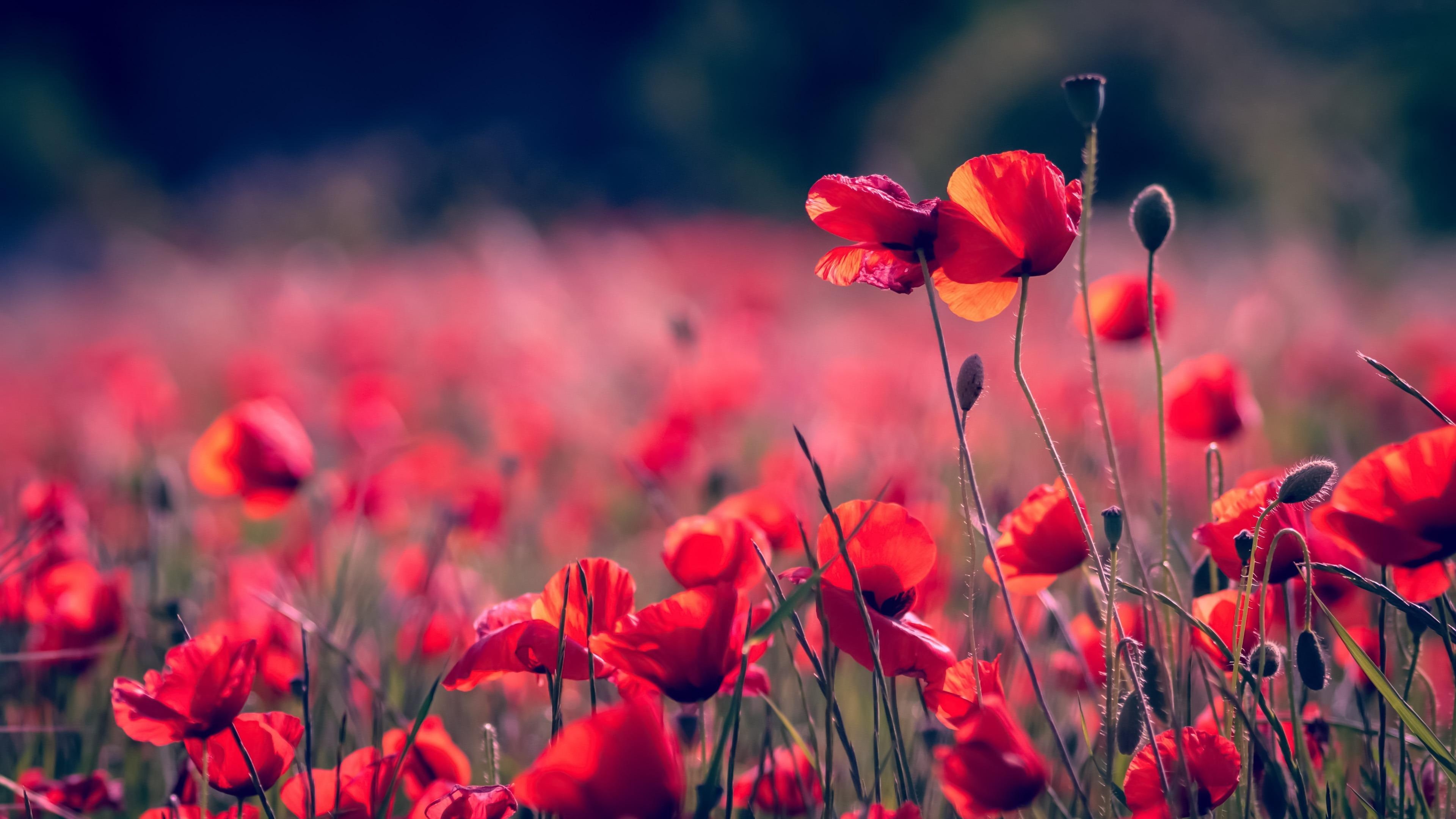 poppies, poppy field, bloom, blossom, poppy, red flowers, 4K, flower field, HD Wallpaper