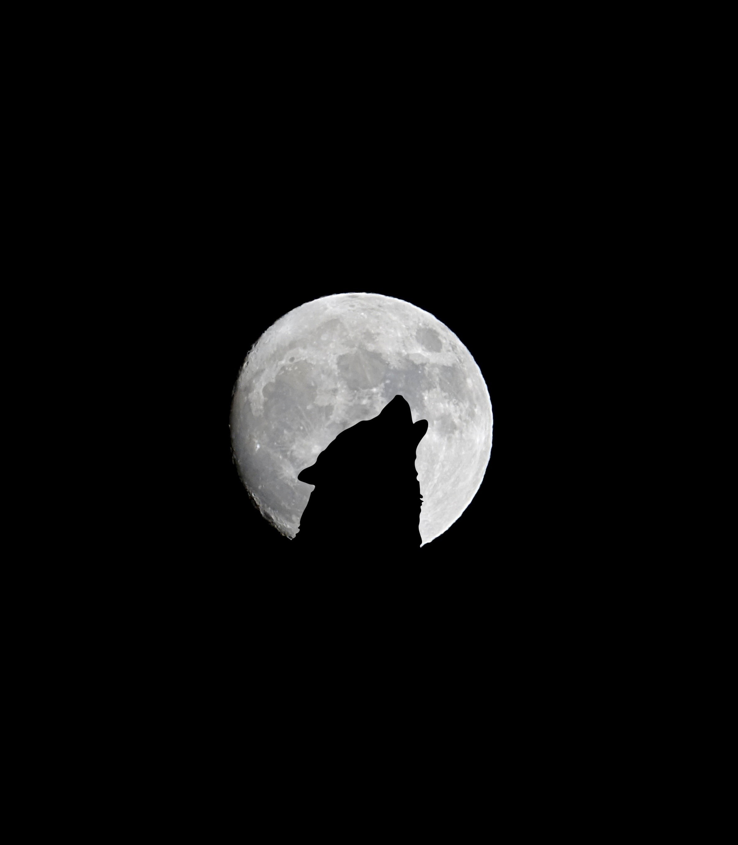 astronomy, halloween, space and astronomy, scenics - nature, 2K, space, tranquility, bw, planetary Moon, animal, dark, full Moon, spooky, outdoors, silhouette, Phone HD Wallpaper