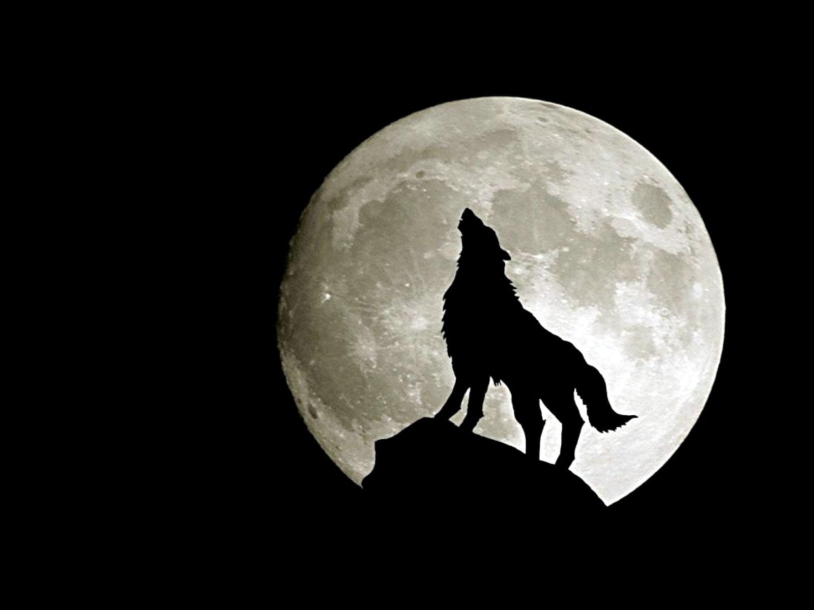 night, sky, Howling, no people, nature, outdoors, astronomy, copy space, black background, black Color, full, full length, moon surface, animal wildlife, HD Wallpaper