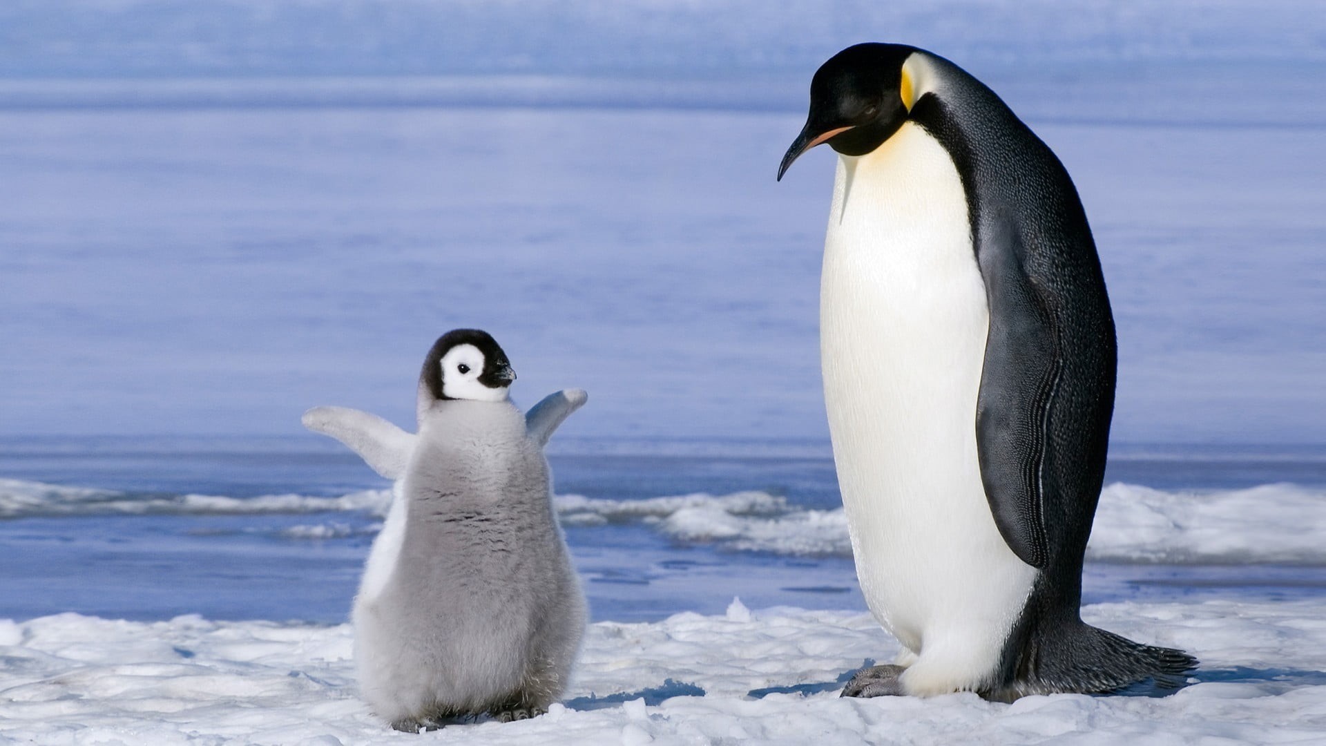 sea, black, white, vertebrate, cold temperature, animal themes, outdoors, penguin, winter, no people, animal family, baby animals, ice, frozen water, 1080P, HD Wallpaper