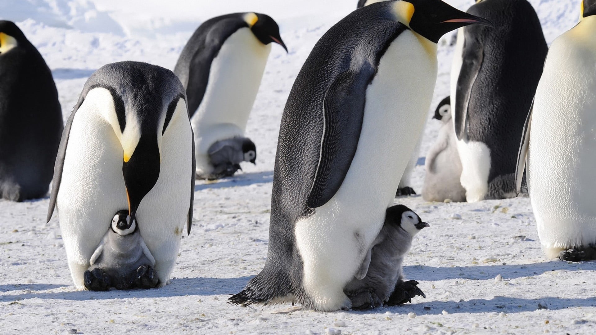 animal themes, animal, frozen, black, group of animals, water, white, 1080P, animal family, ice, animals, white color, cold temperature, penguin, snow, HD Wallpaper