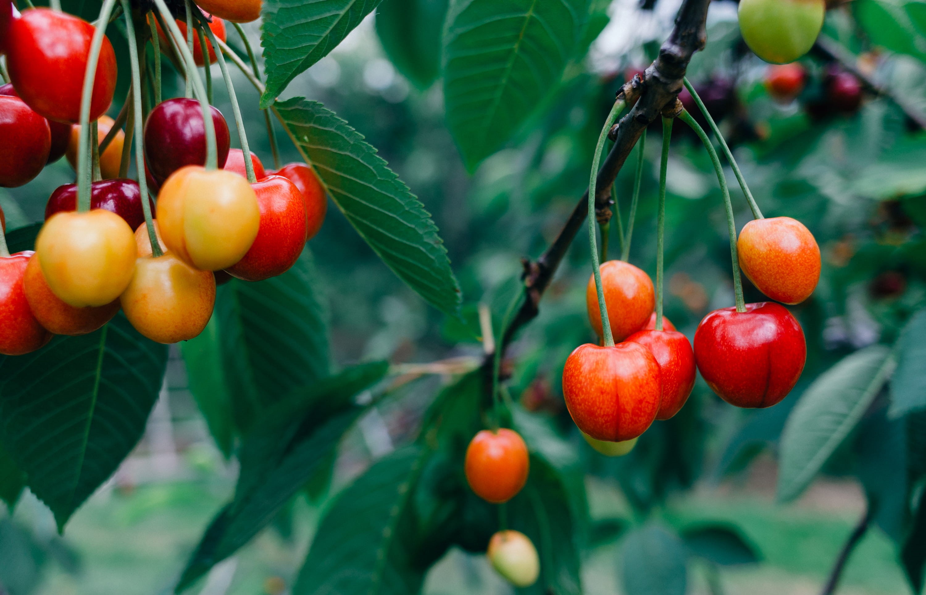 rowanberry, crop, healthy Eating, plant part, tree, outdoors, green Color, no people, berry Fruit, growth, nature, 2K, day, Cherries, ripe, agriculture, HD Wallpaper