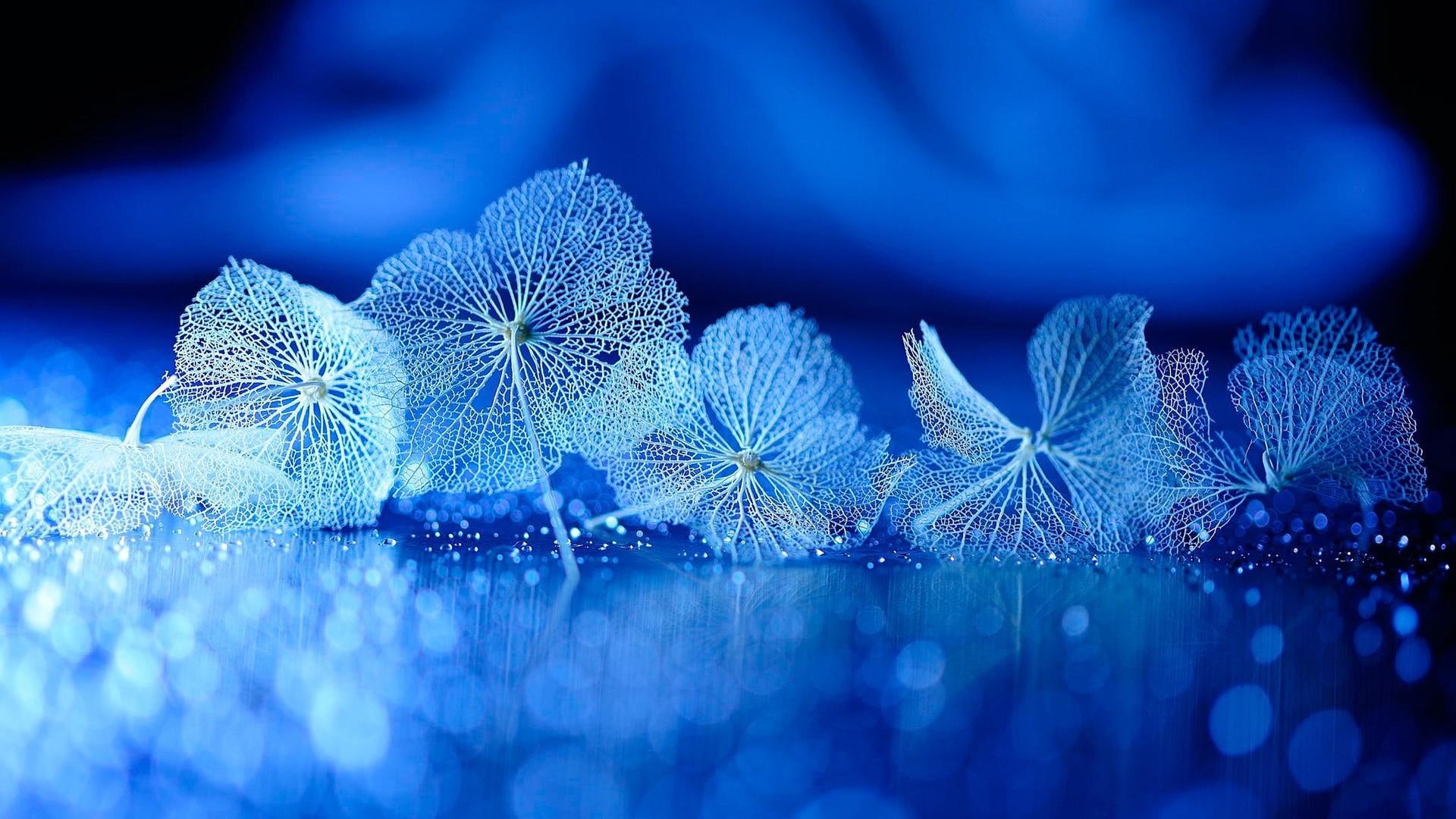 flower, leaves, light, water, blue, close up, 1080P, photography, surface, droplets, macro, drops, HD Wallpaper