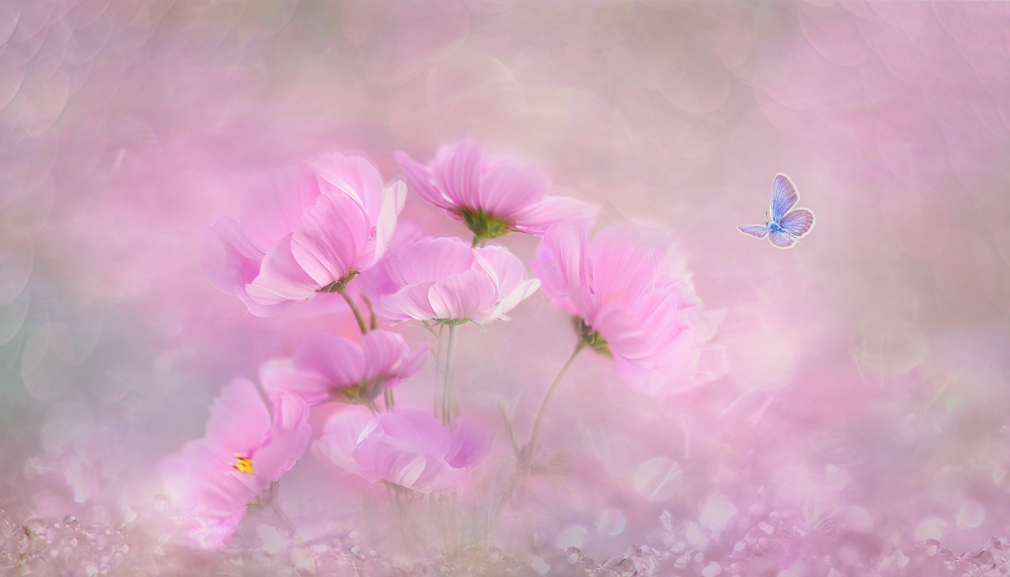macro, petal, insect, pastel colored, freshness, bokeh, nature, romance, romantic, garden, tender, growth, vulnerability, pink color, floral, pink, flowers, HD Wallpaper