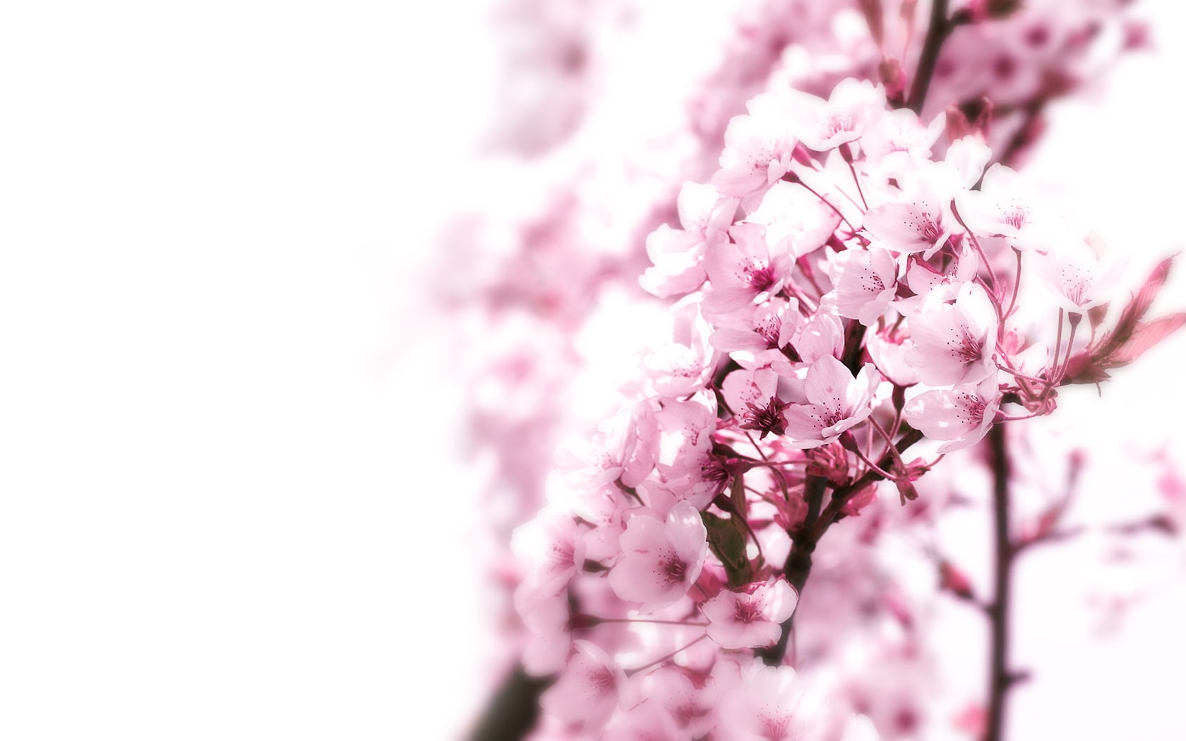 nature, cherry, blossom, flower, tree, hd, blossoms, 720P, HD Wallpaper