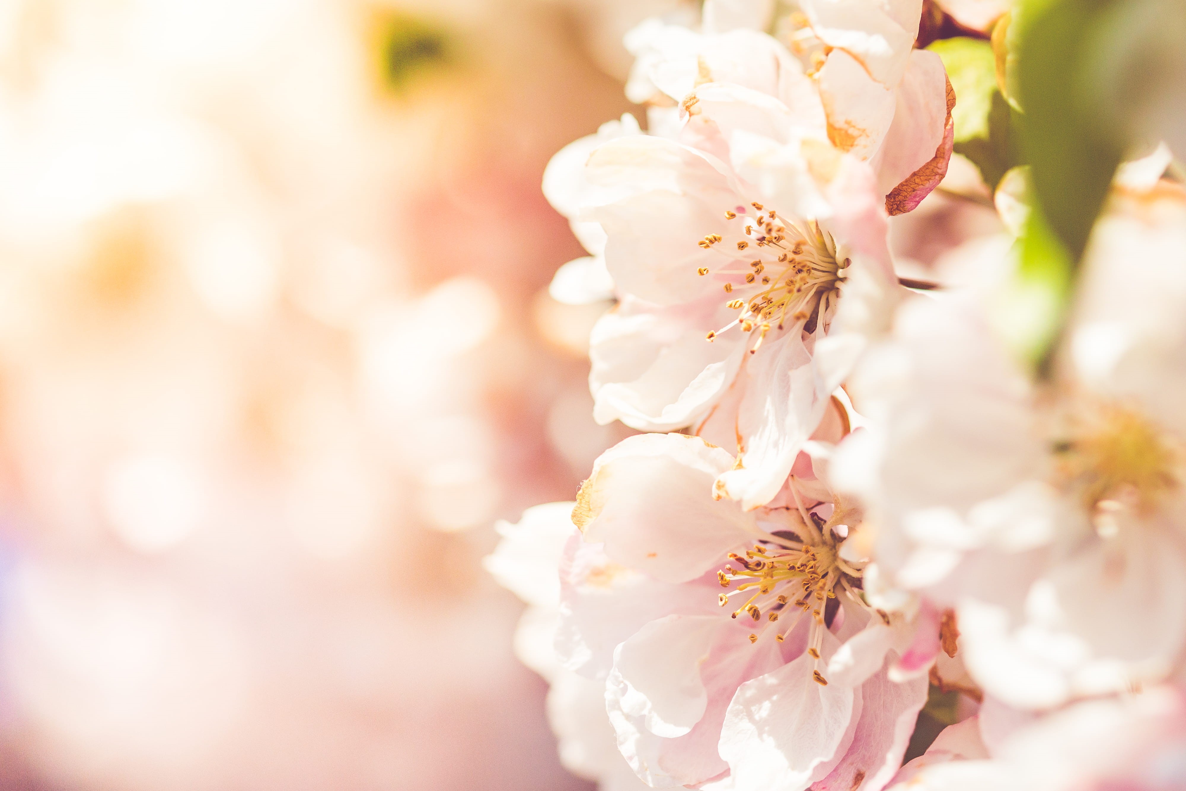 nature, white, defocused, cherry tree, Blooms, flowering plant, day, colorful, focus on foreground, copy space, dreamy, season, vulnerability, plant, summer, HD Wallpaper